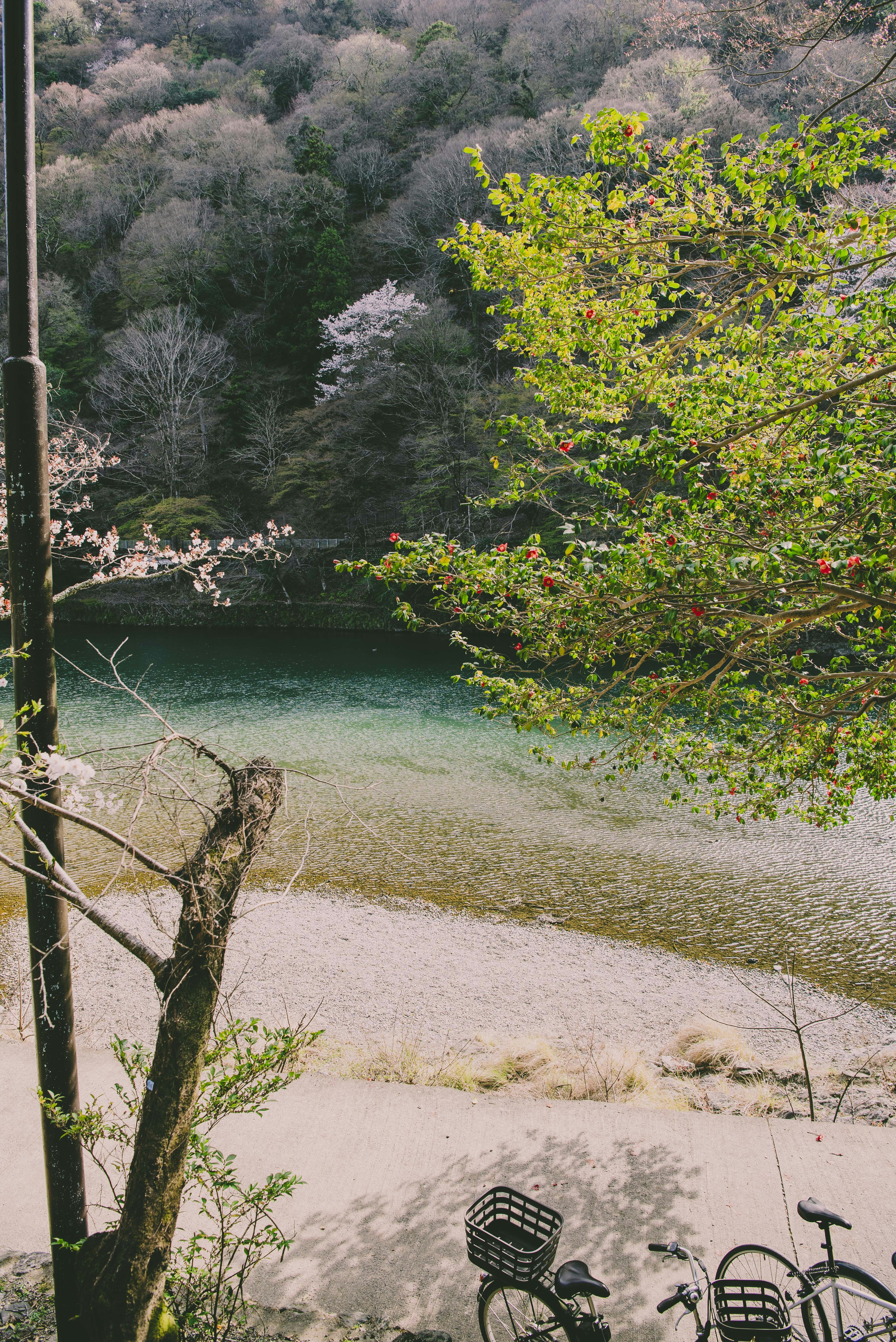 Bicycles parked by a clear river with trees