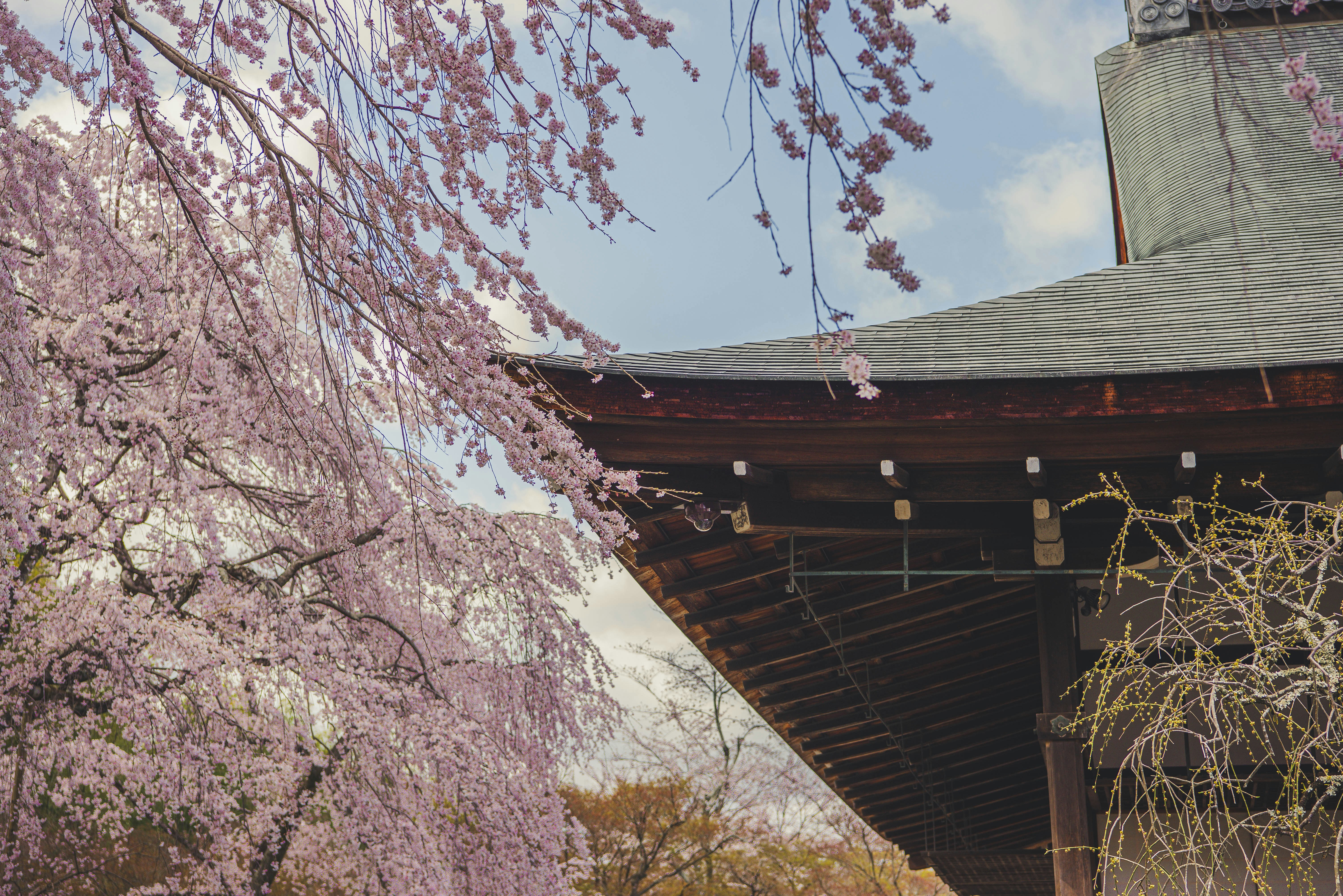 Pink weeping cherry blossoms frame a traditional japanese temple roof.
