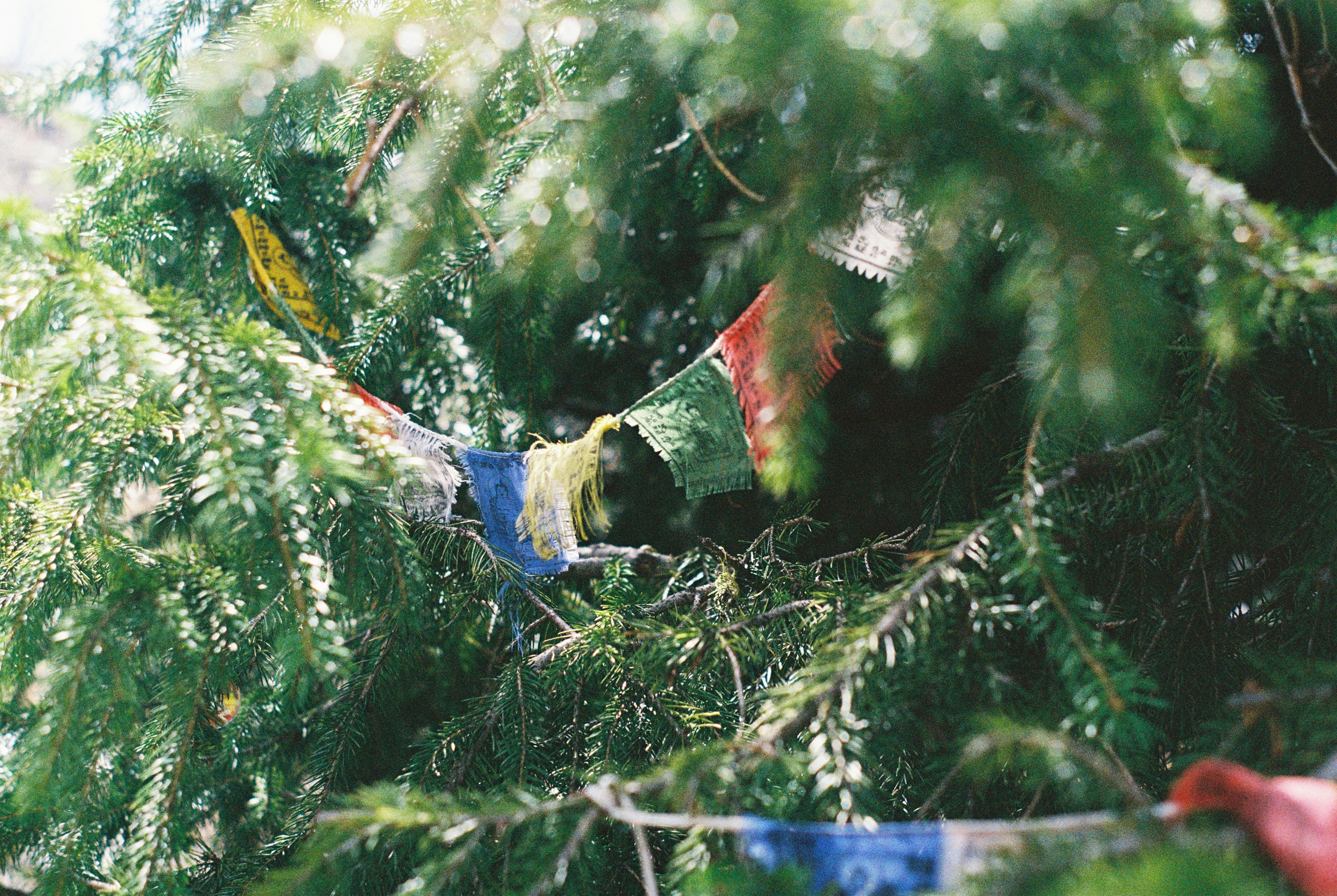 Colorful prayer flags strung between evergreen branches.