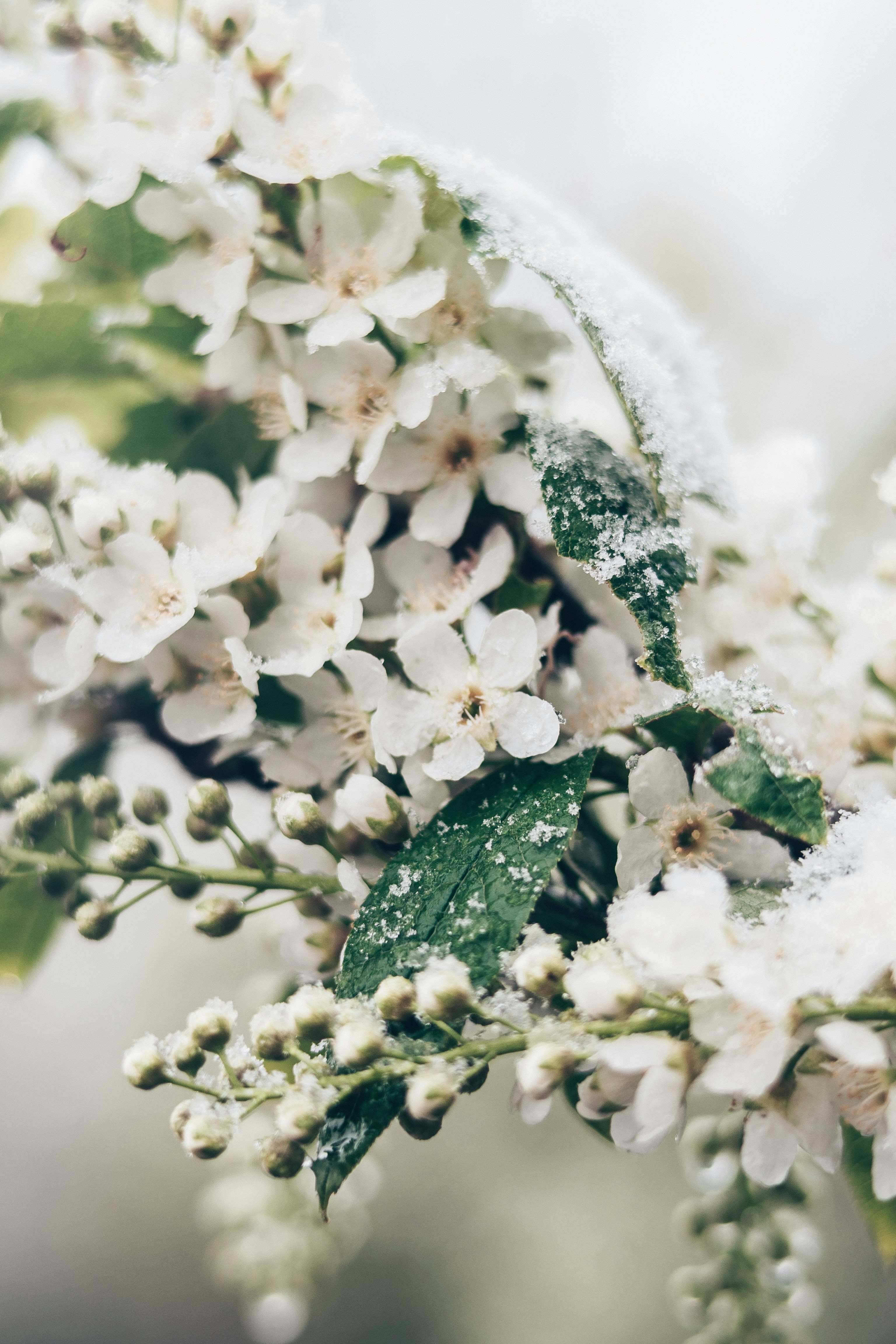 Delicate white blossoms dusted with snow