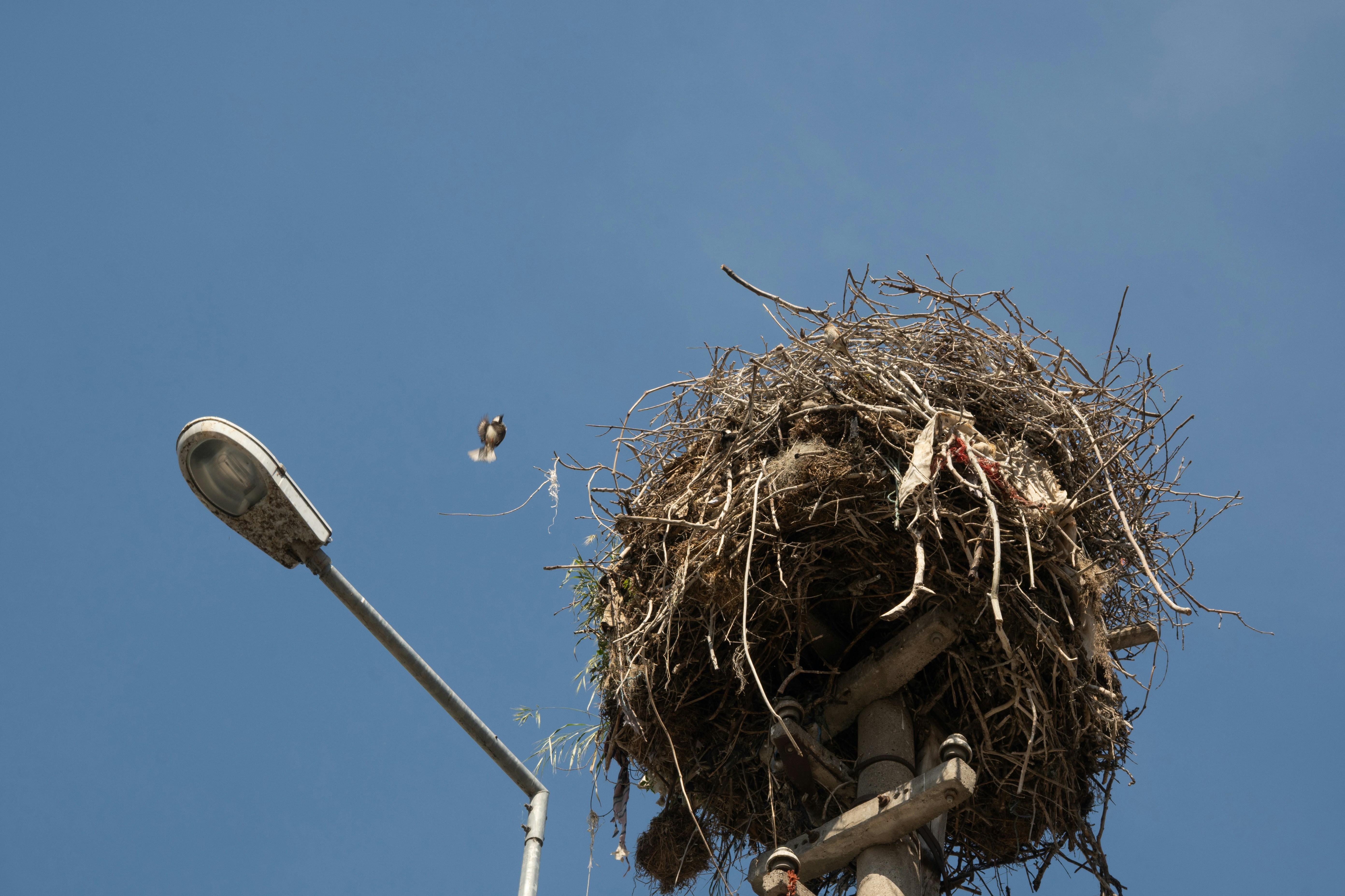 Large bird's nest on a lamppost with flying bird.