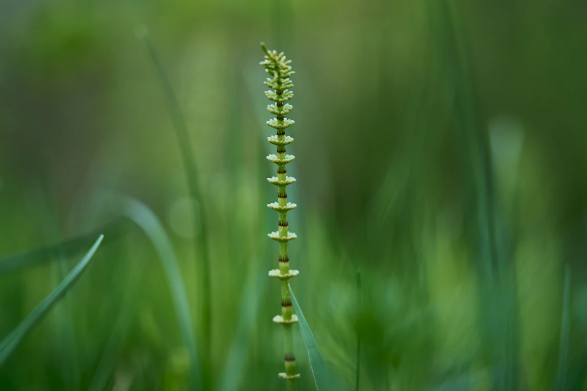 Close-up of green horsetail stalk showing its distinctive jointed segmented appearance