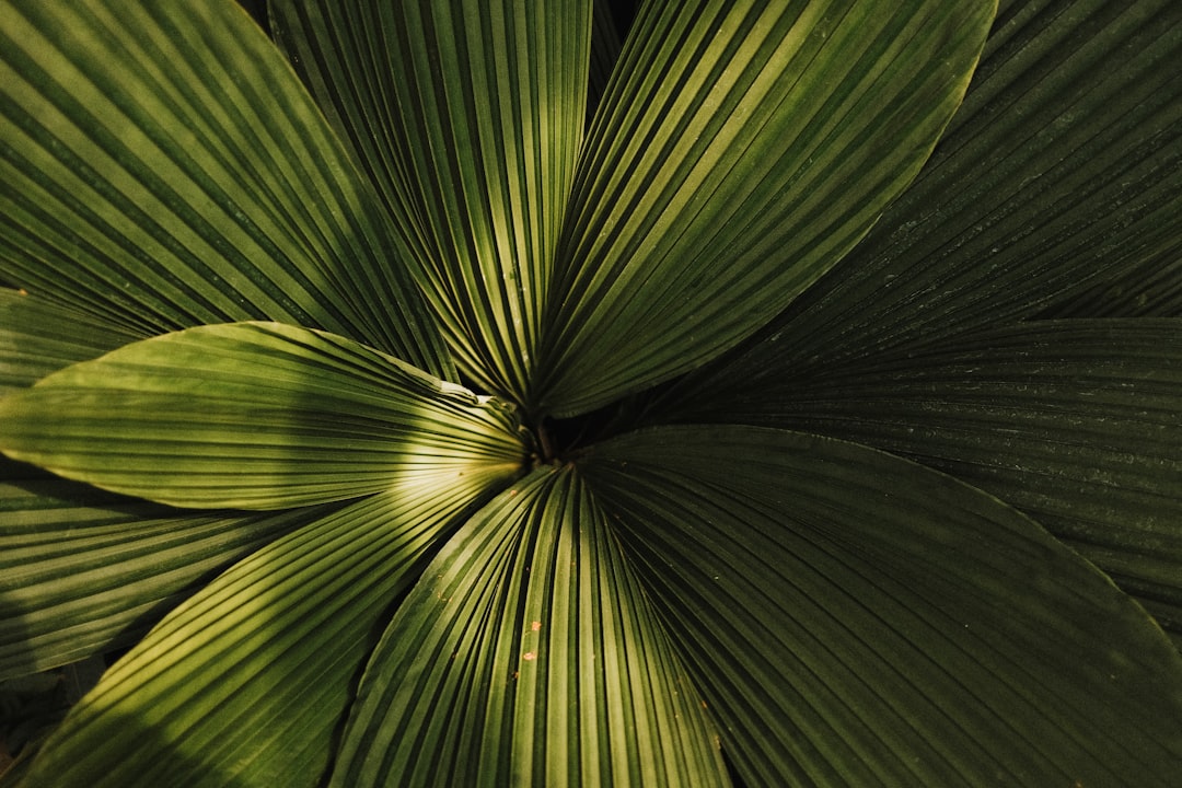 Botanical pattern 3
