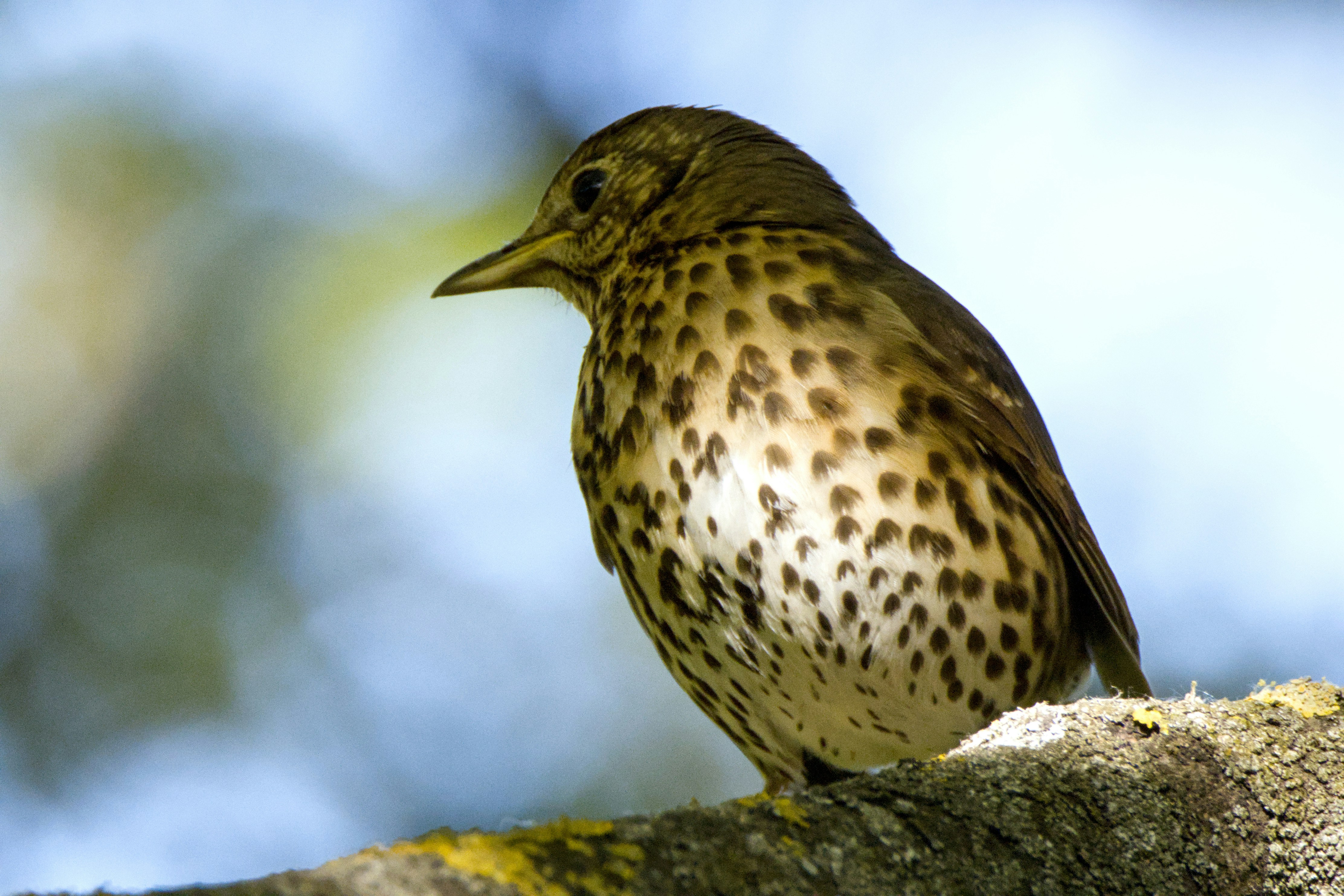 A brown spotted bird perches on a tree branch