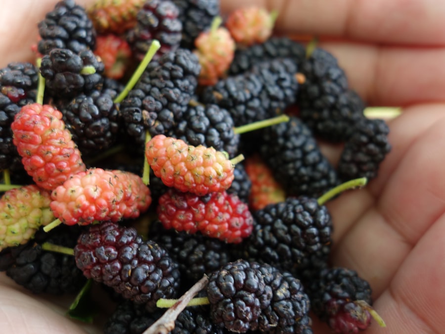 Berry Blast High VG Le Coq Qui Vape liquides de vapotage
