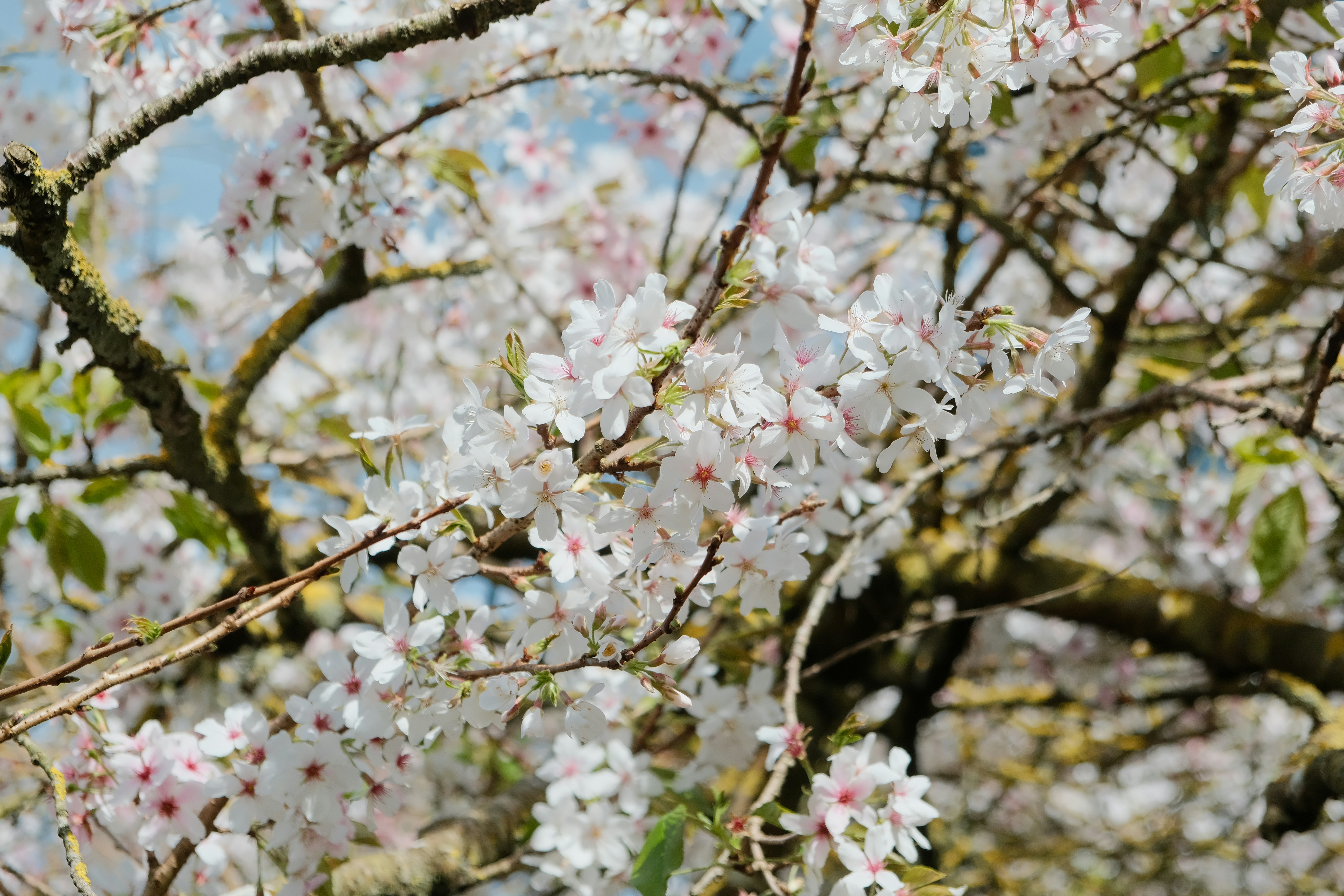 Photo by alanhu4883