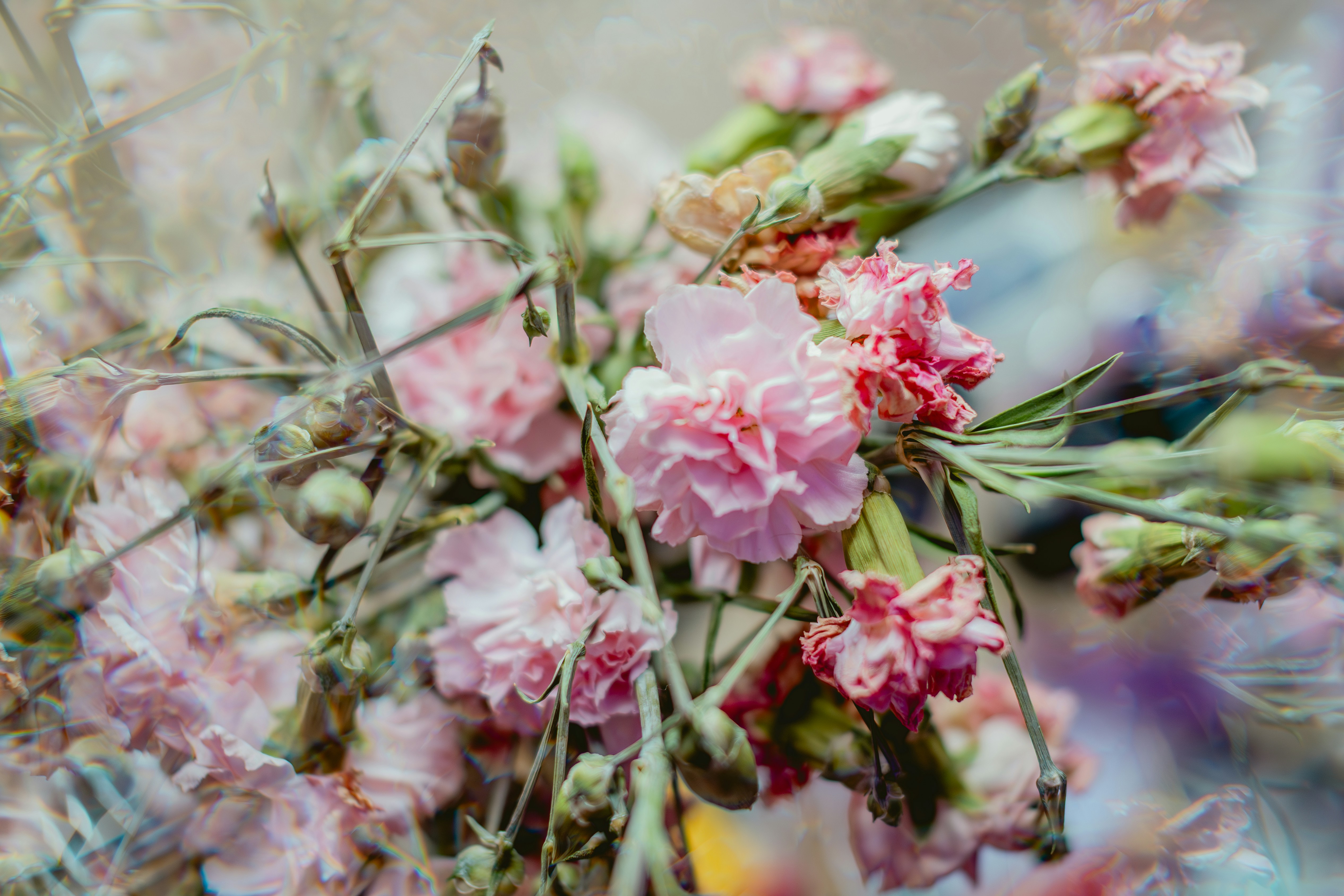 A bouquet of delicate pink carnations with green stems.