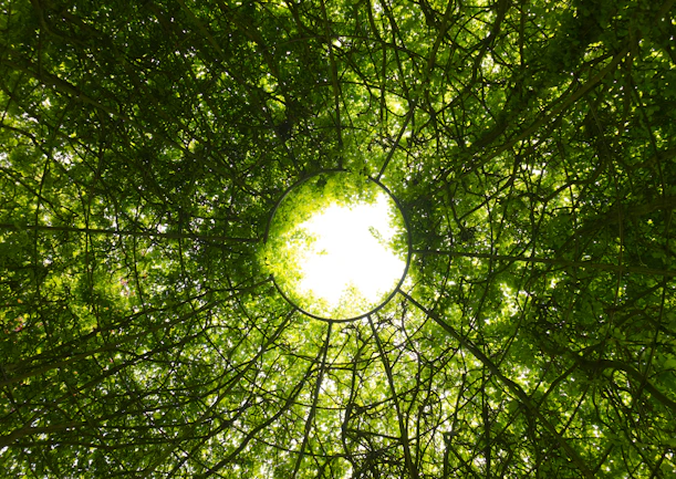 Looking up through green trees towards bright sunlight