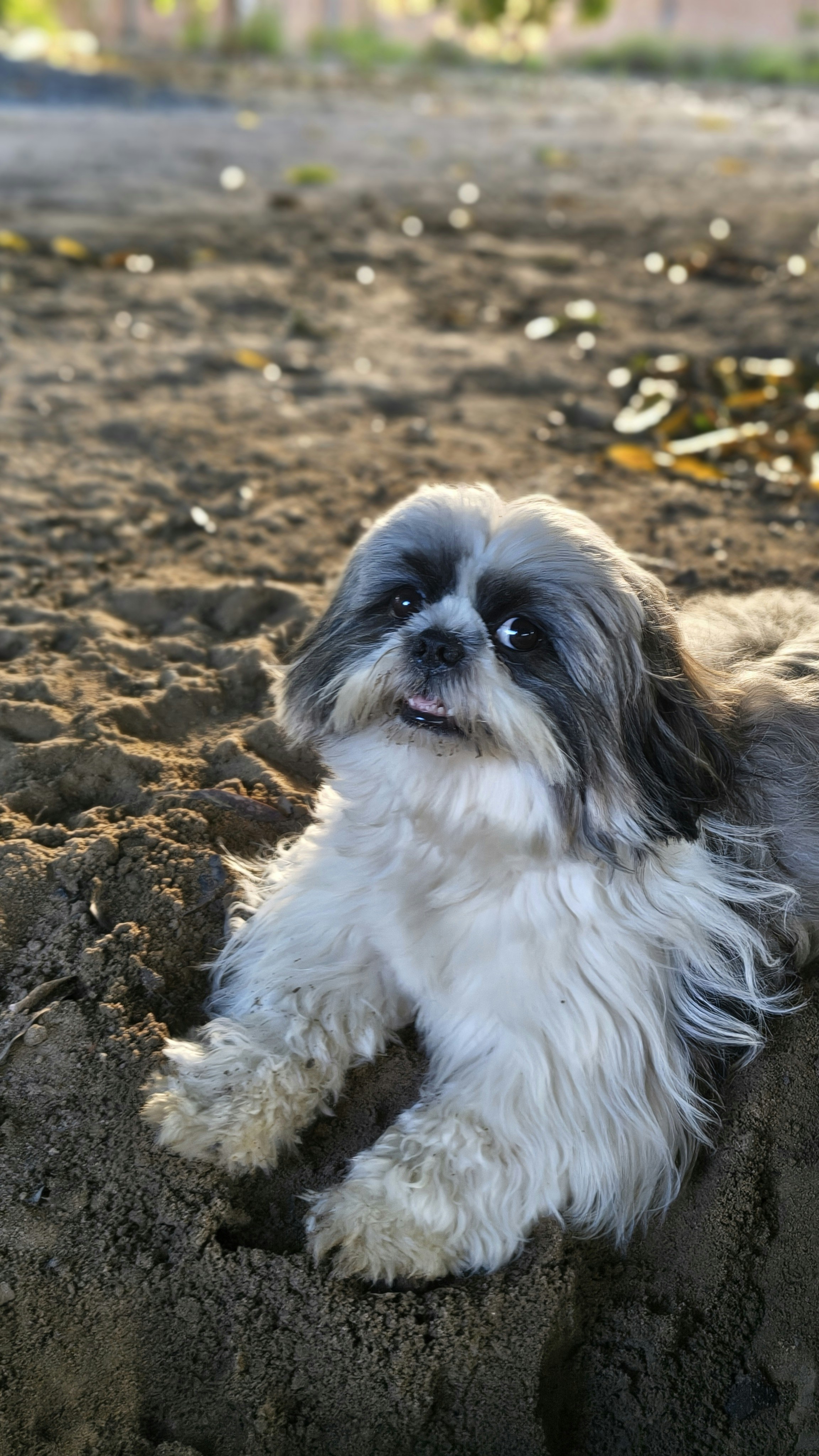 A fluffy shih tzu dog lies on the sandy ground.