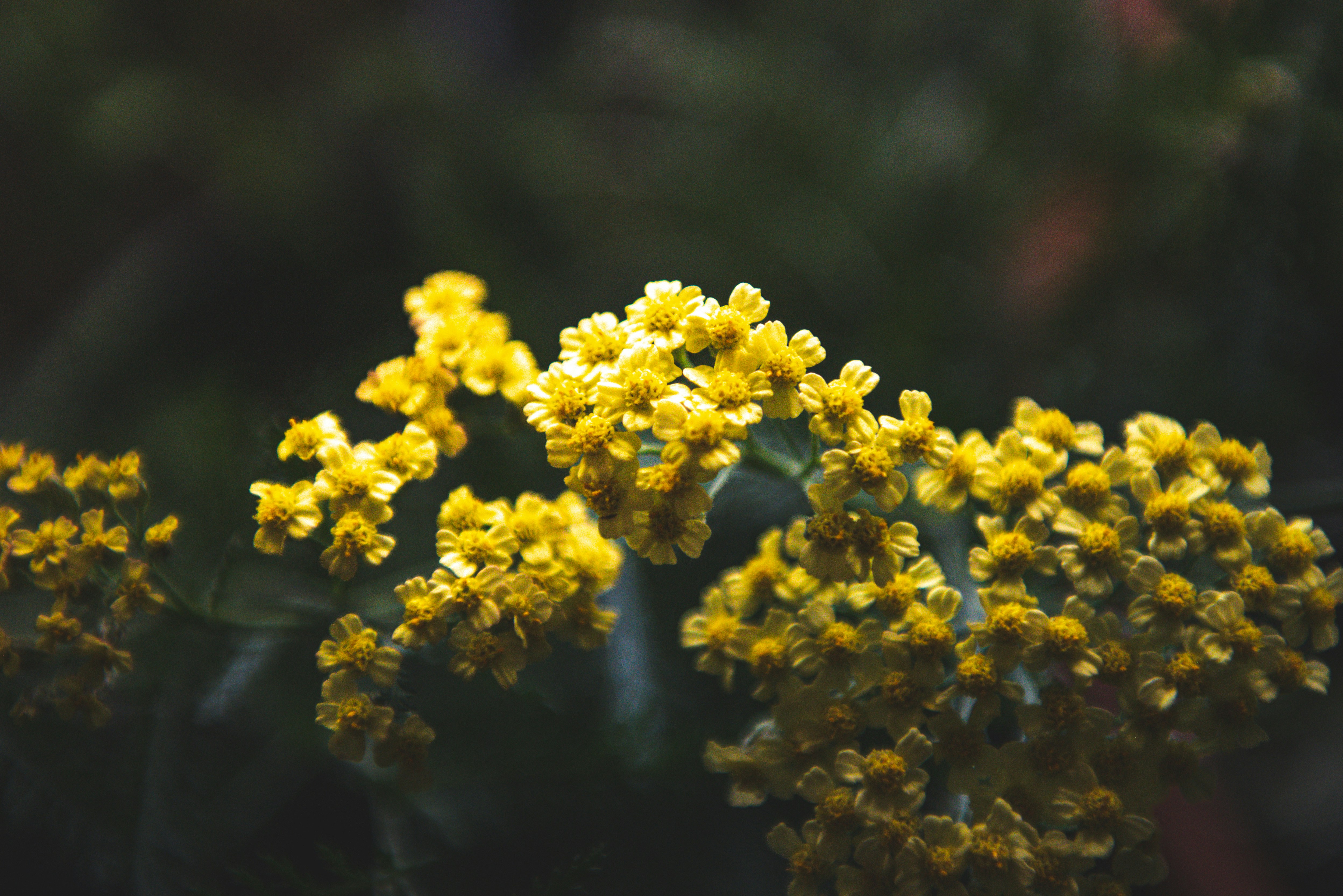 Photo by freefolkphoto