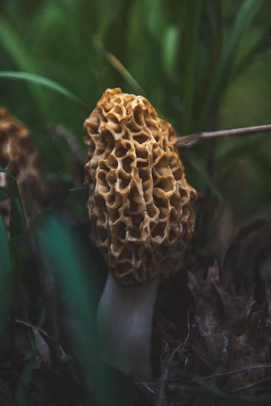 Morel