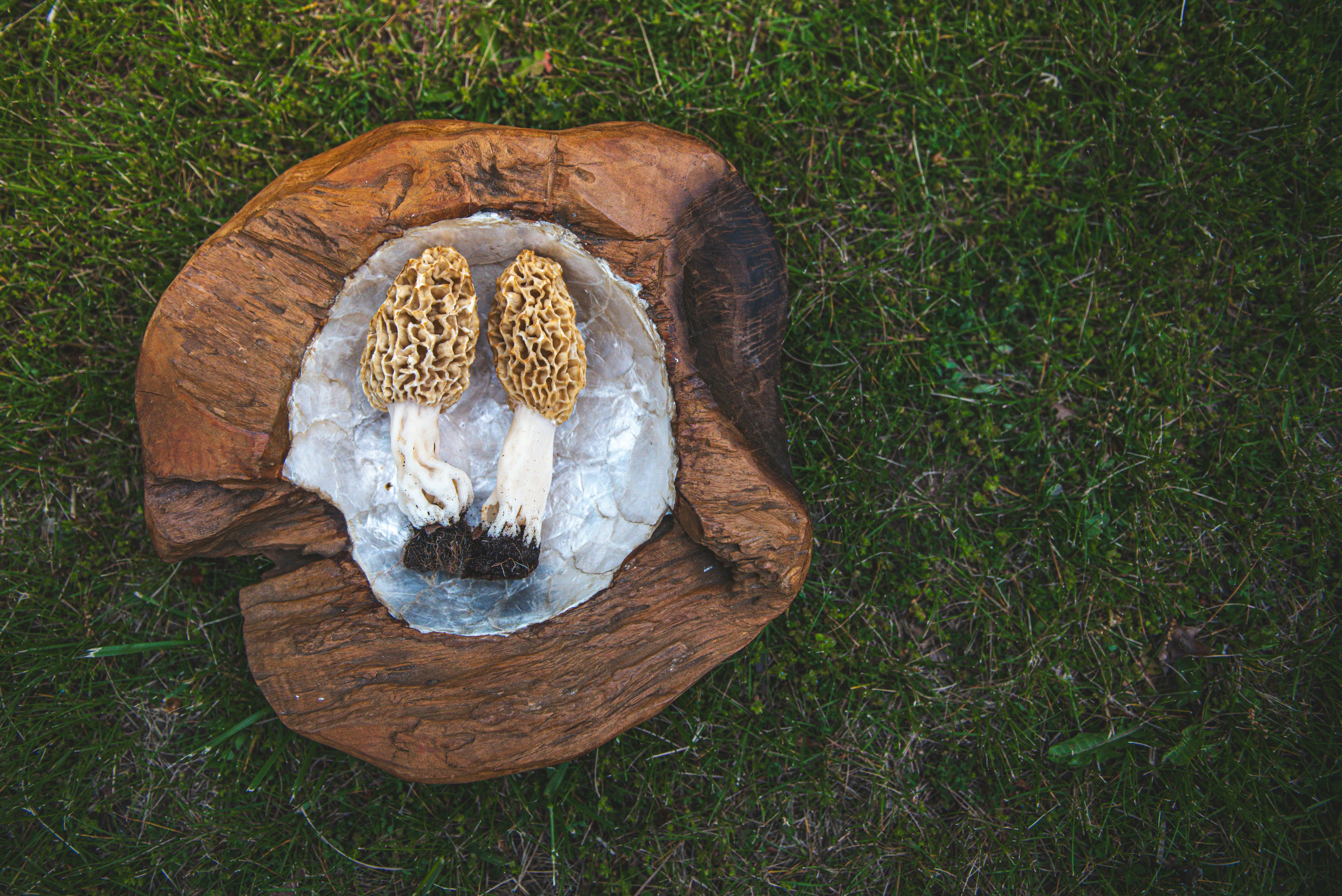 Dois cogumelos morel sobre uma laje de madeira