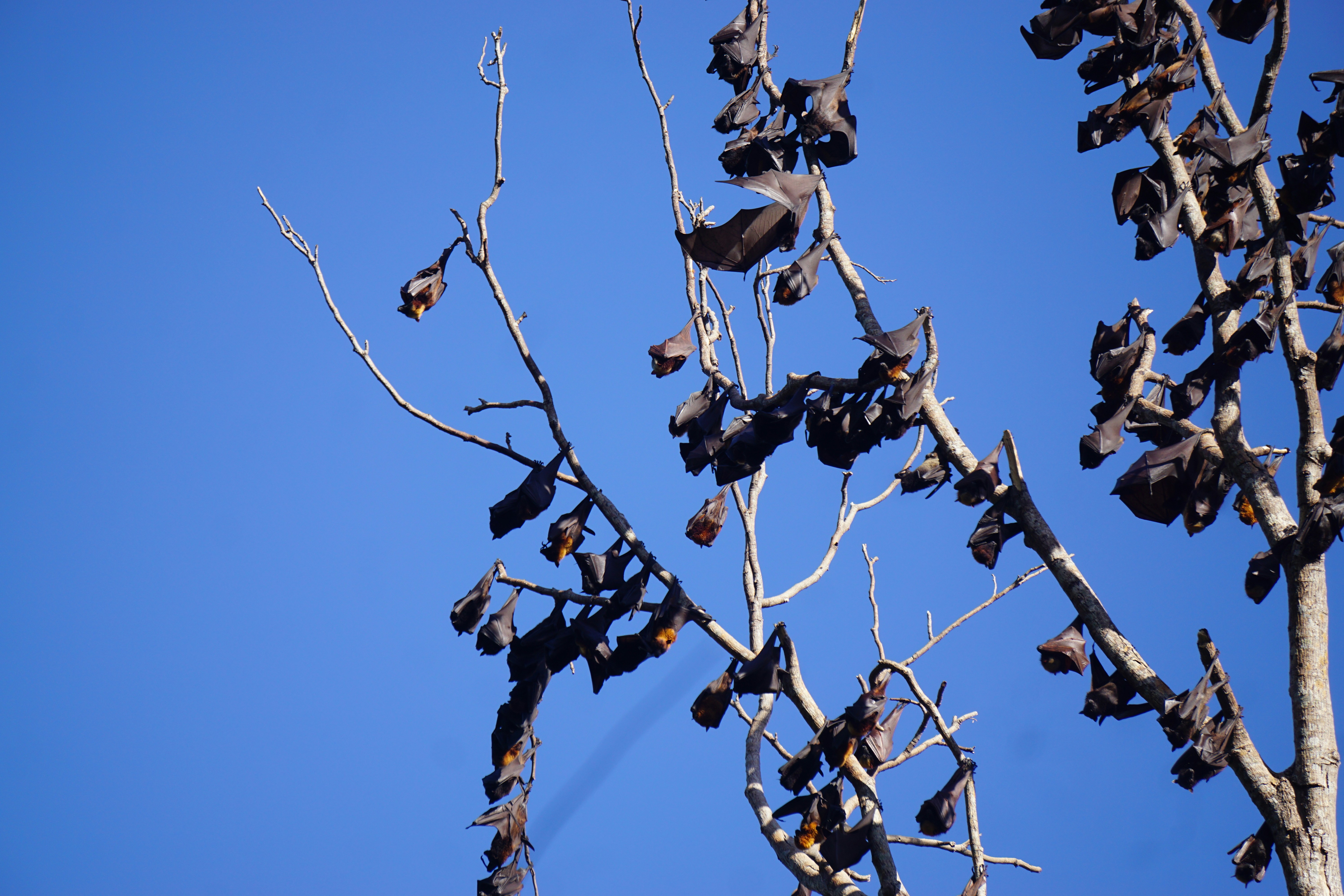 Bats hanging from bare tree branches against blue sky