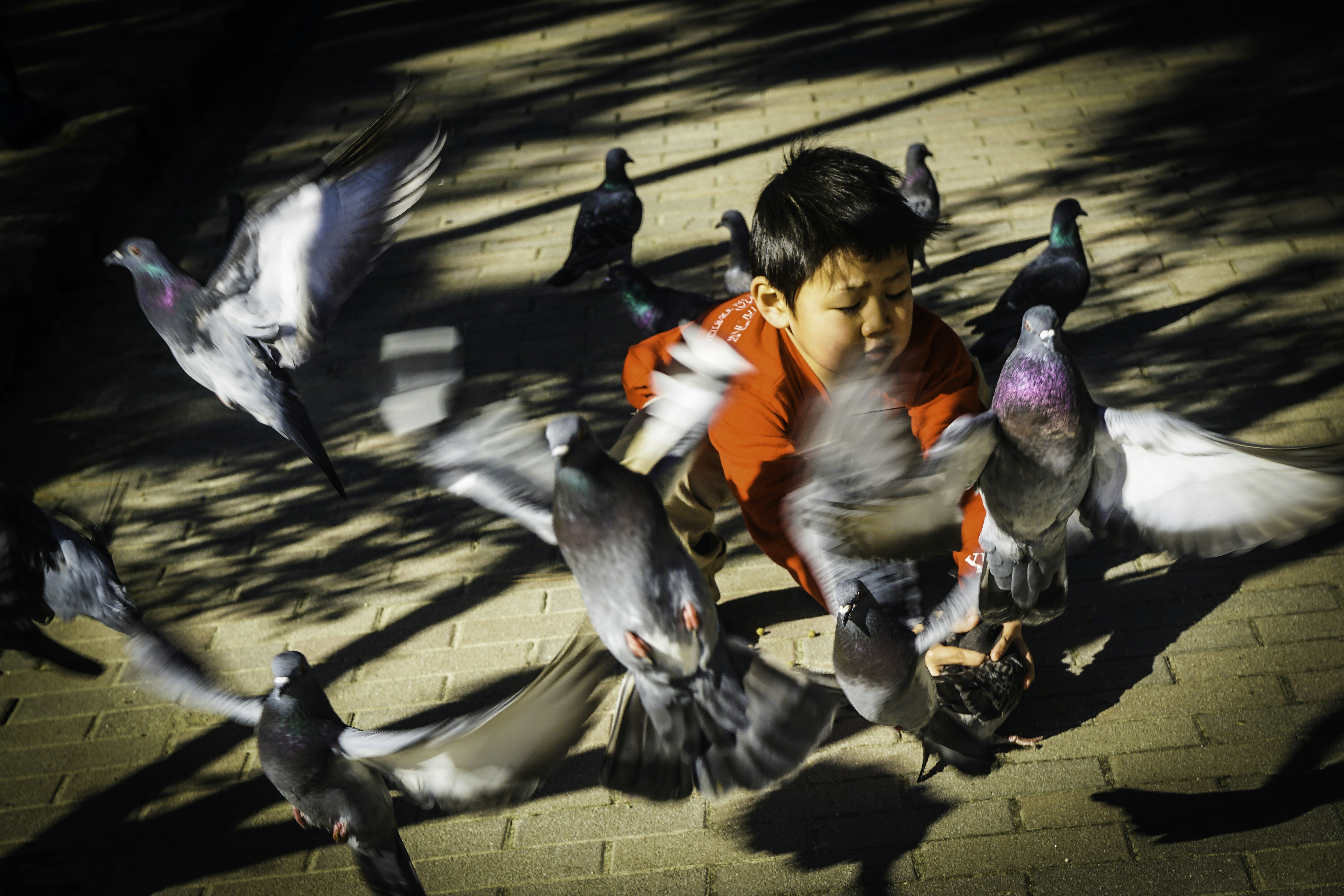 A young boy in a red shirt feeding pigeons