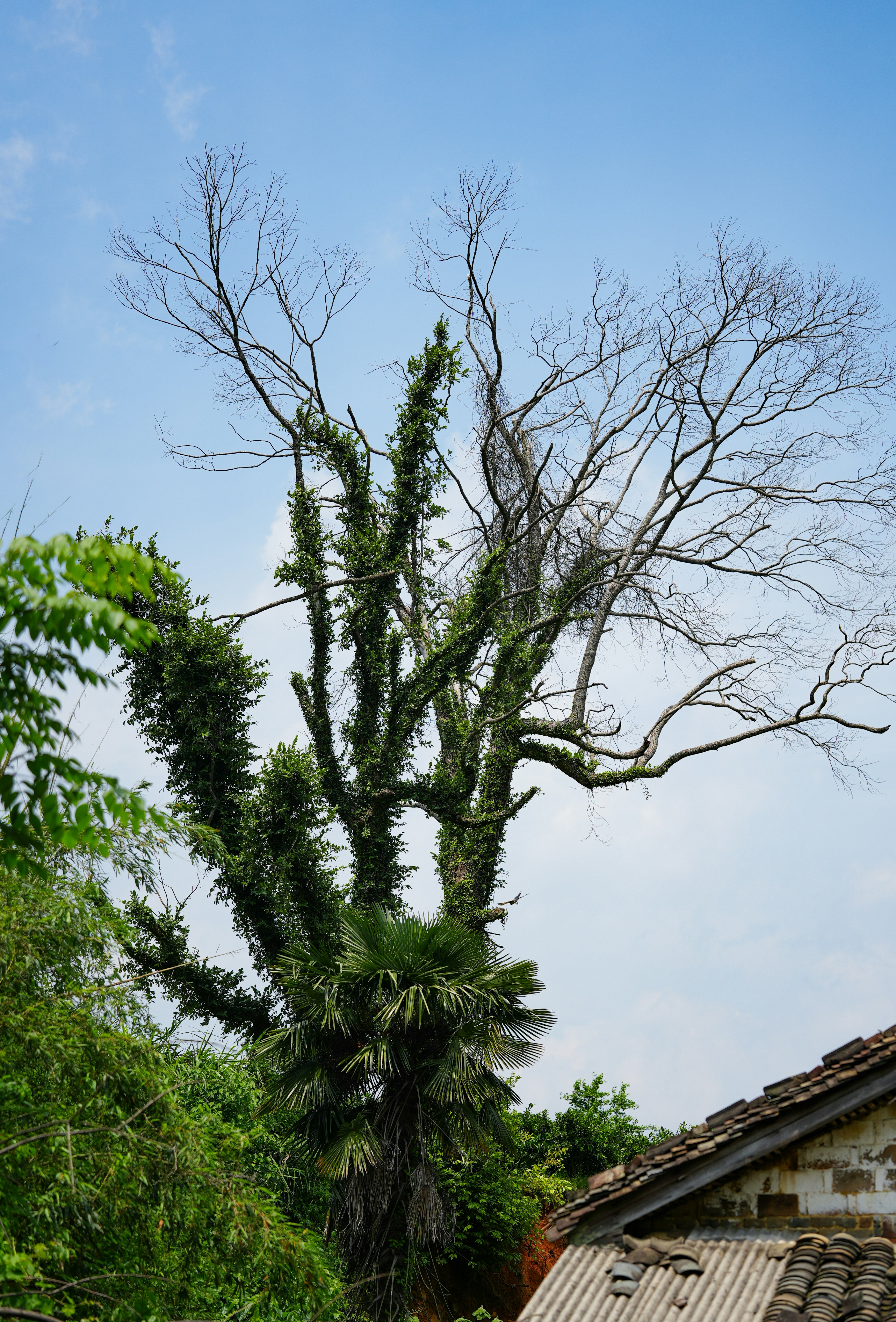 Galhos nus de uma grande árvore com cipós verdes