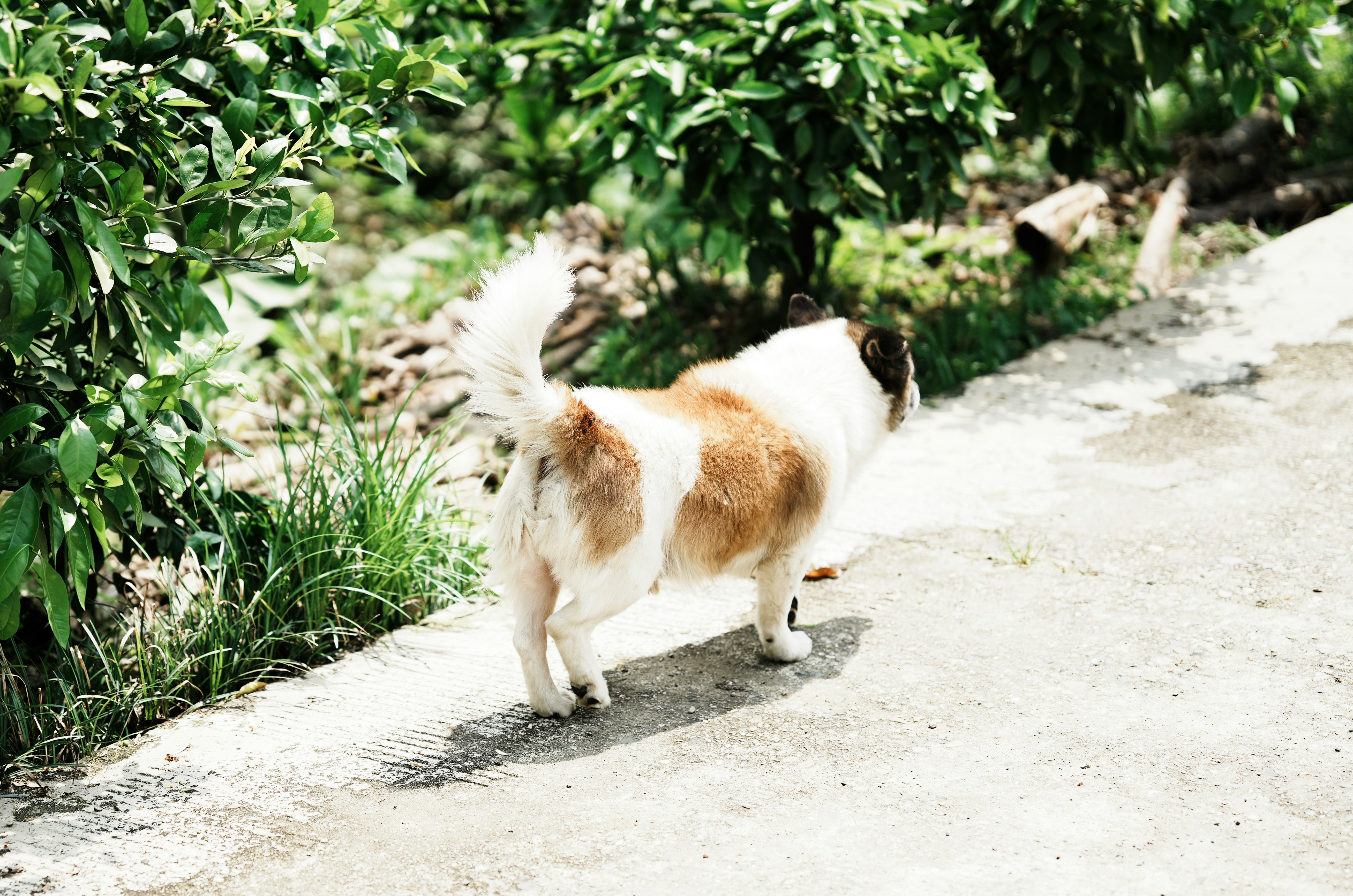Um cachorro fofinho caminha por um caminho pavimentado.