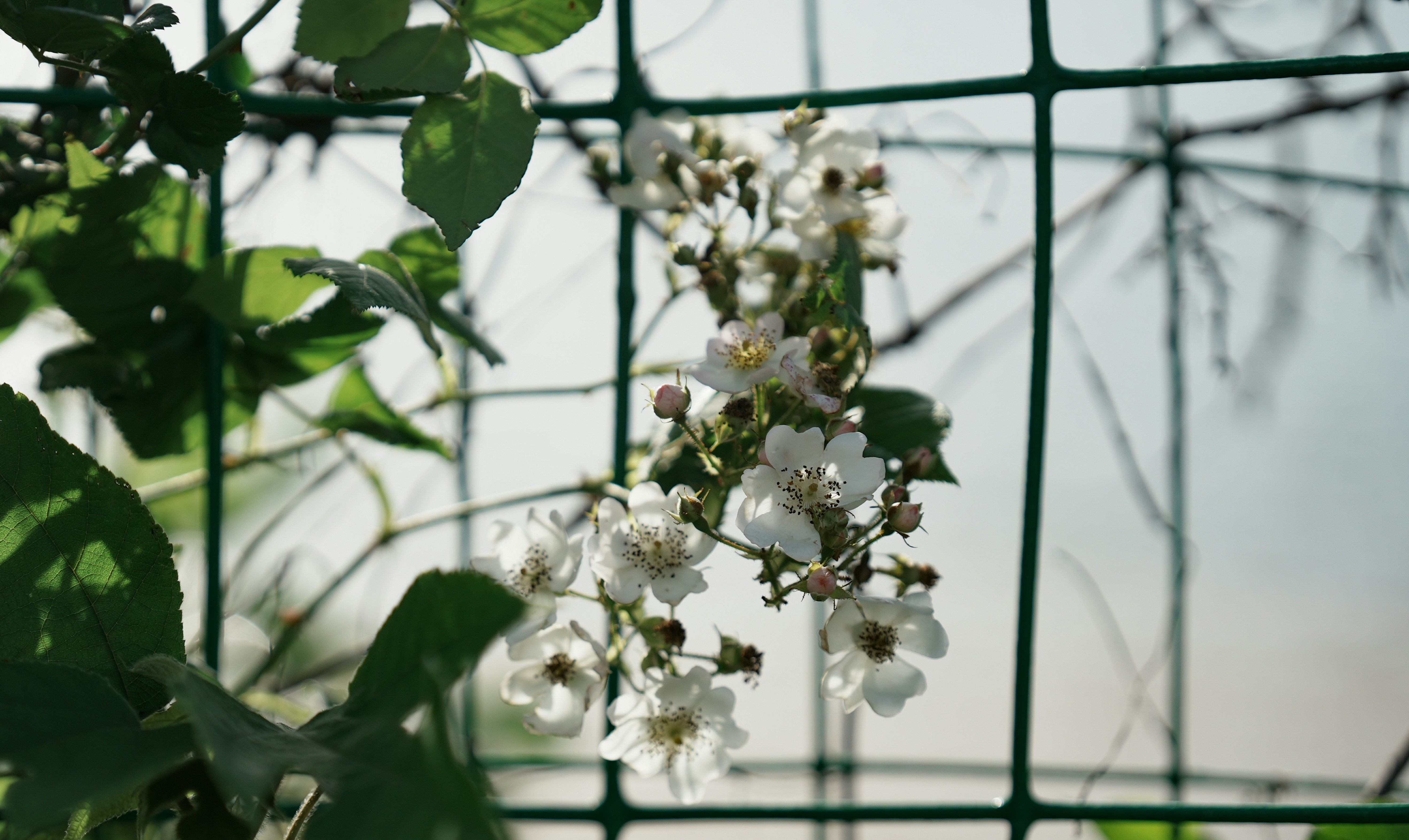 Flores brancas e folhas verdes em uma treliça.