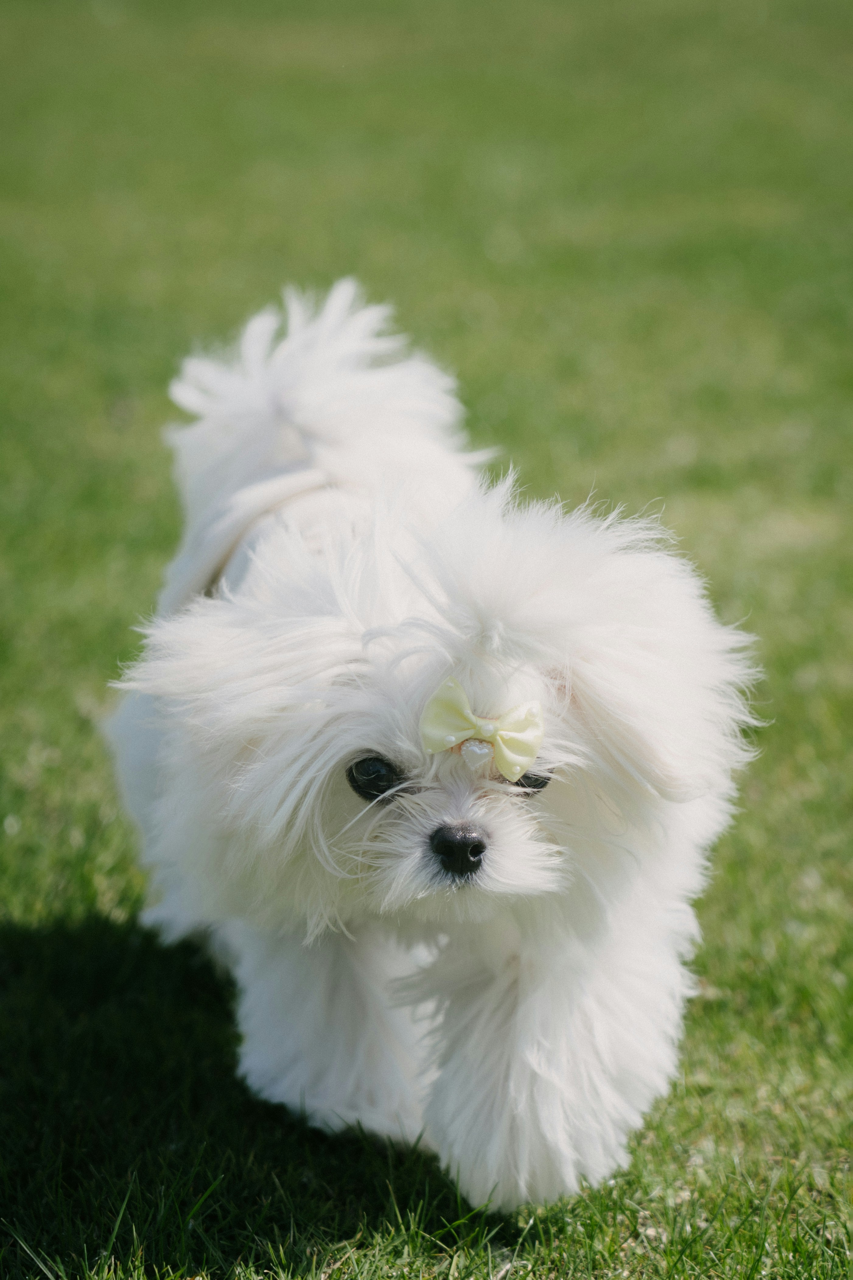 Un soffice cane bianco maltese cammina sull'erba verde.