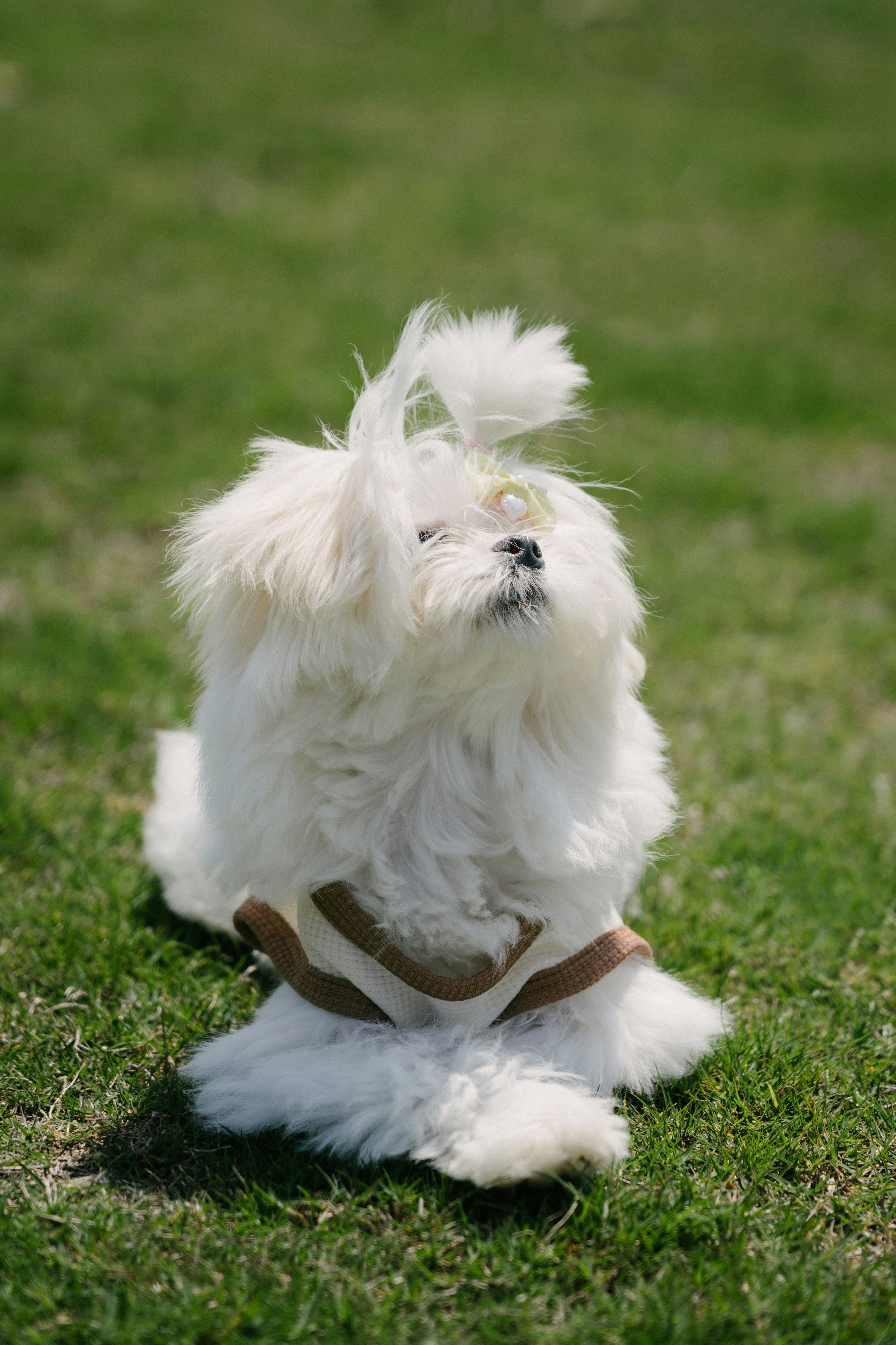 Un cane bianco e soffice è seduto sull'erba verde.
