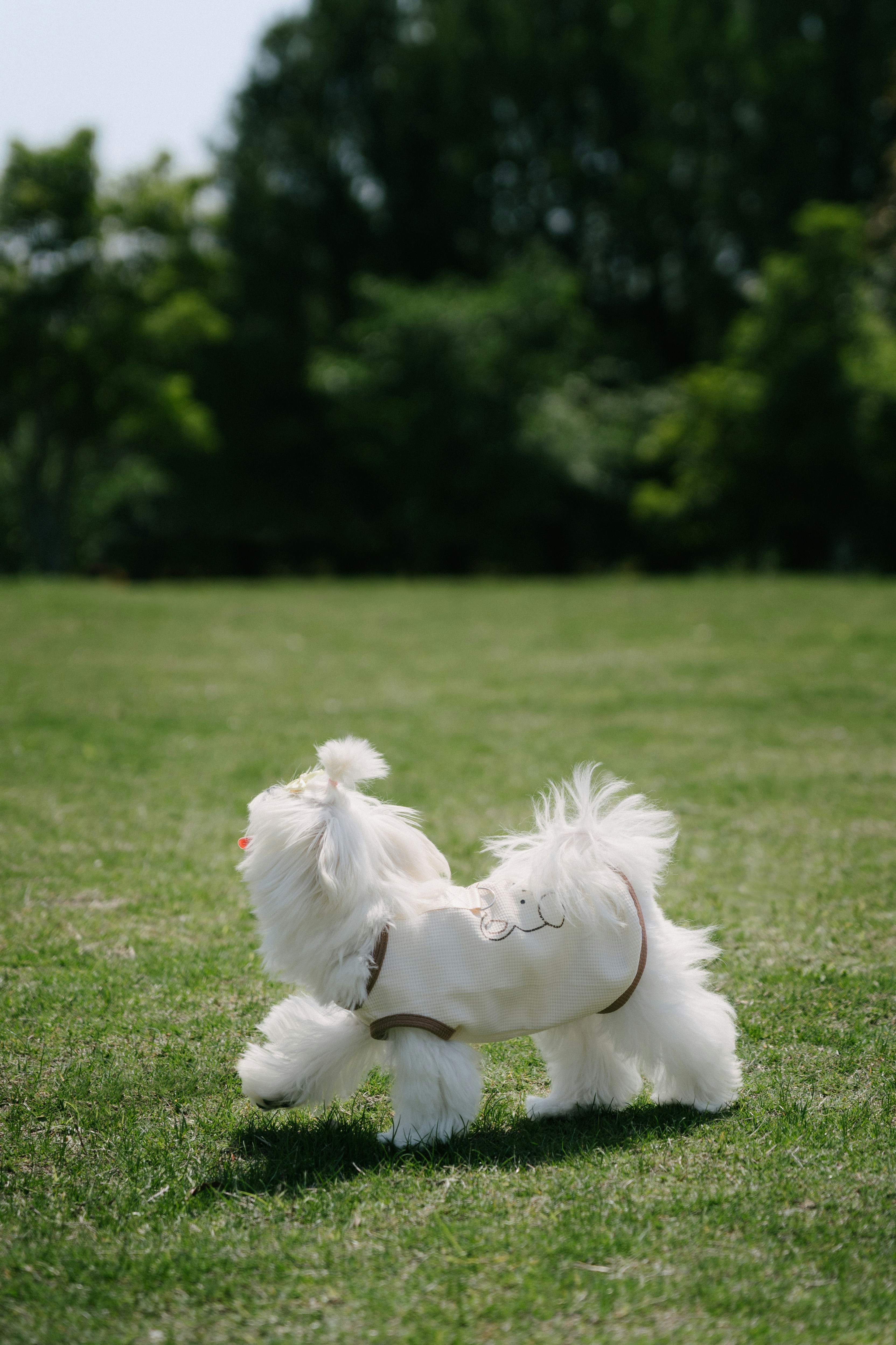 Un piccolo cane bianco con un cappotto corre sull'erba