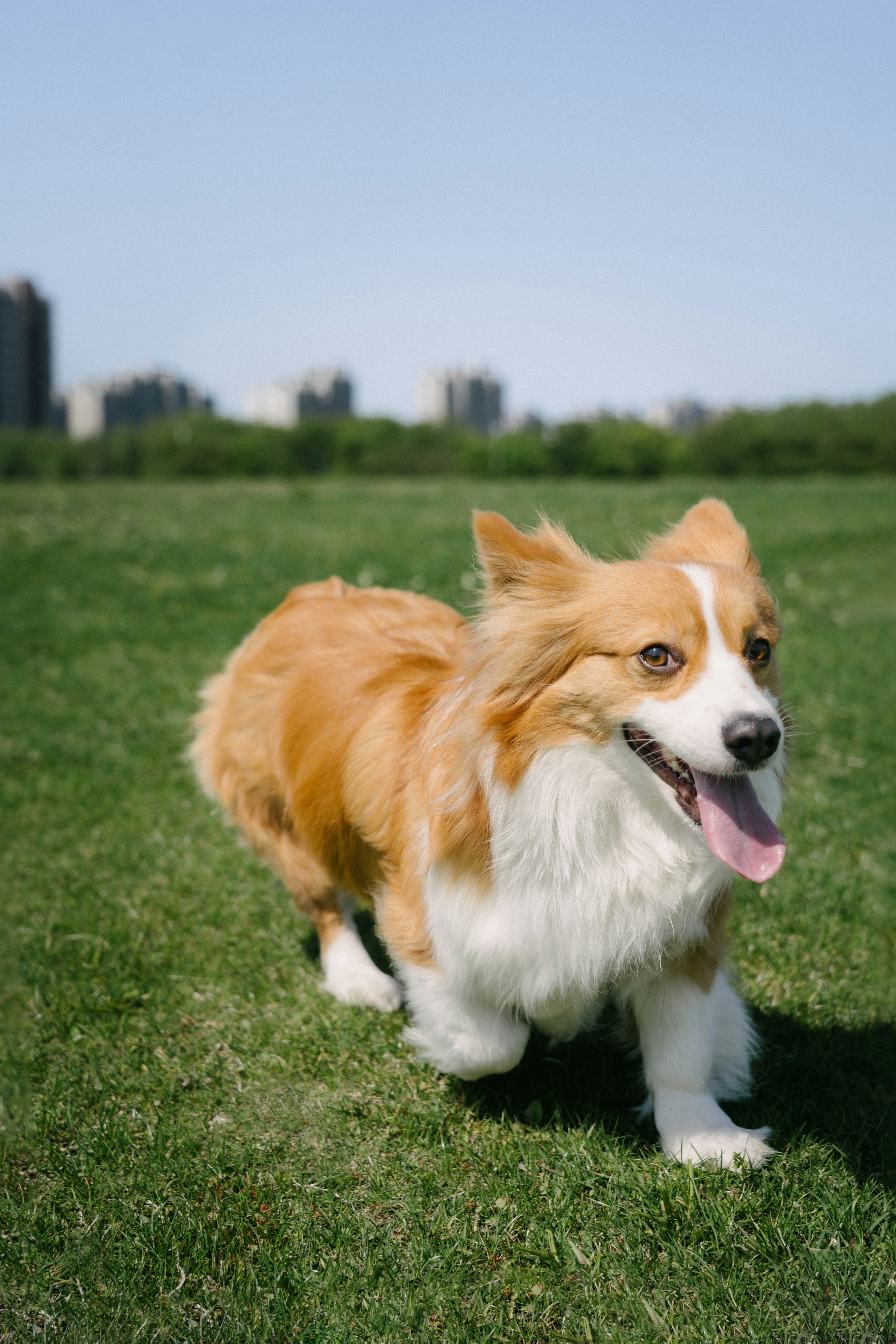 Un corgi soffice che corre sull'erba verde