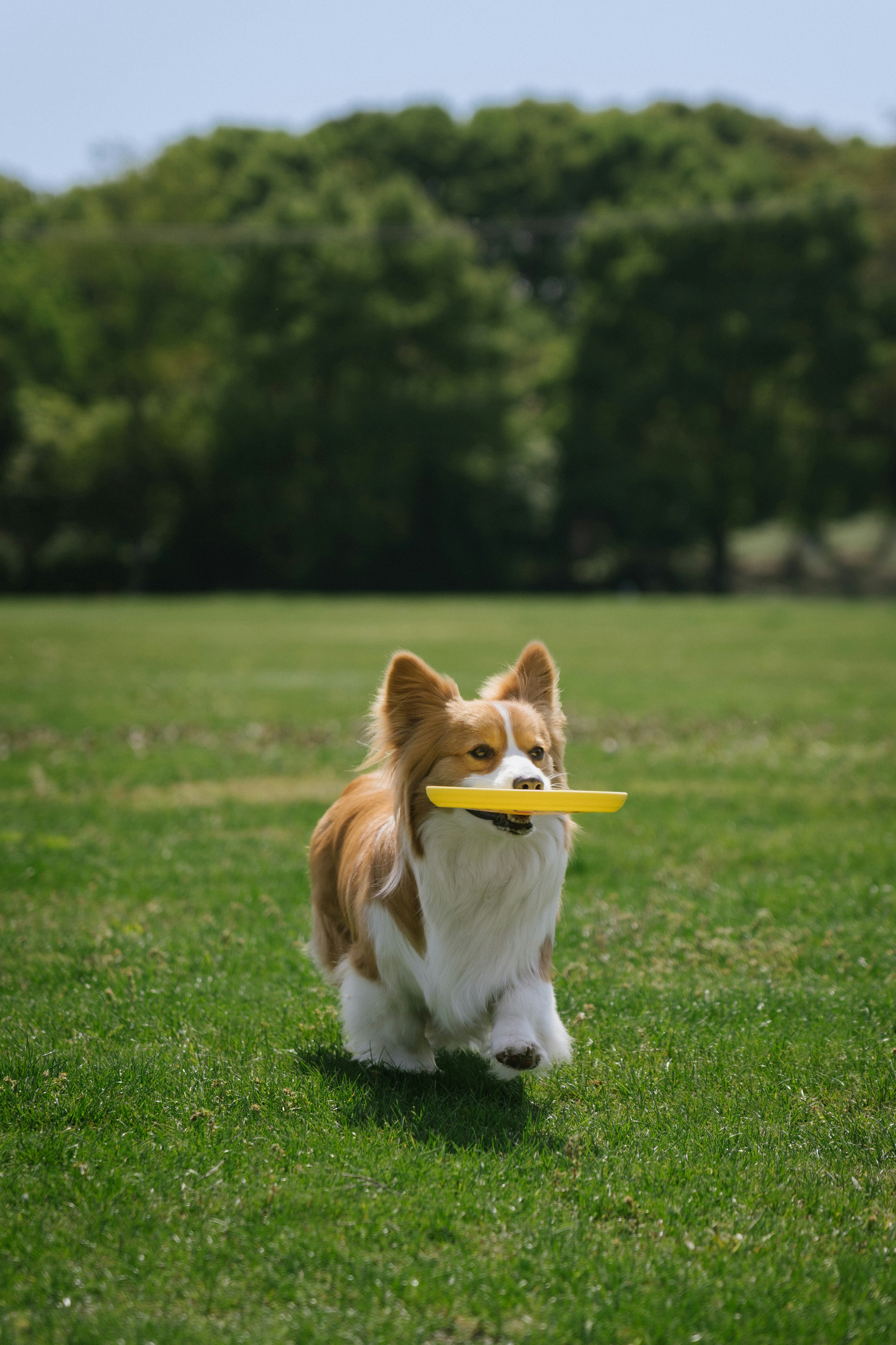 Il cane soffice corre nel parco con il frisbee giallo.