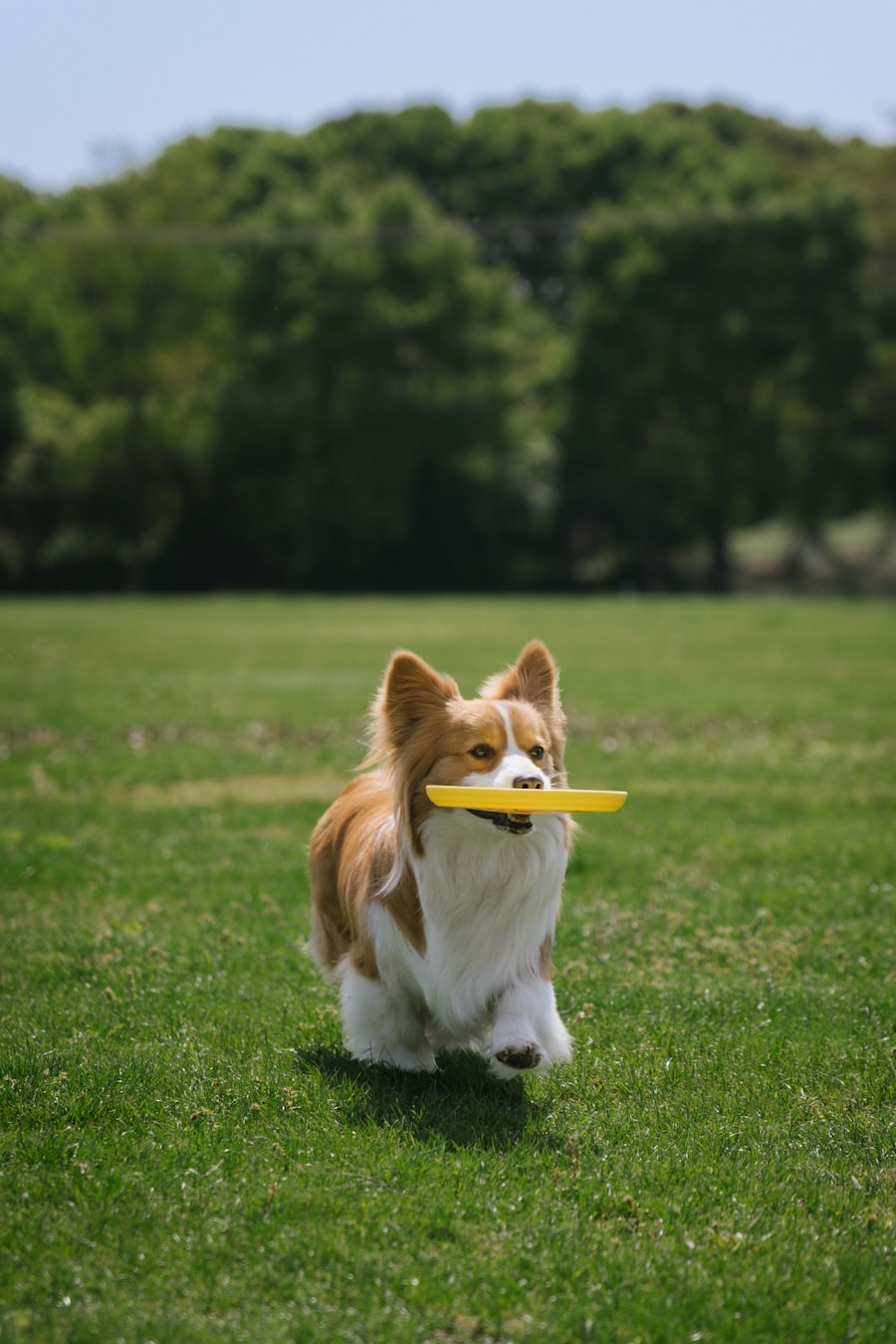 Fluffy Corgi running across a grassy field with a yellow frisbee