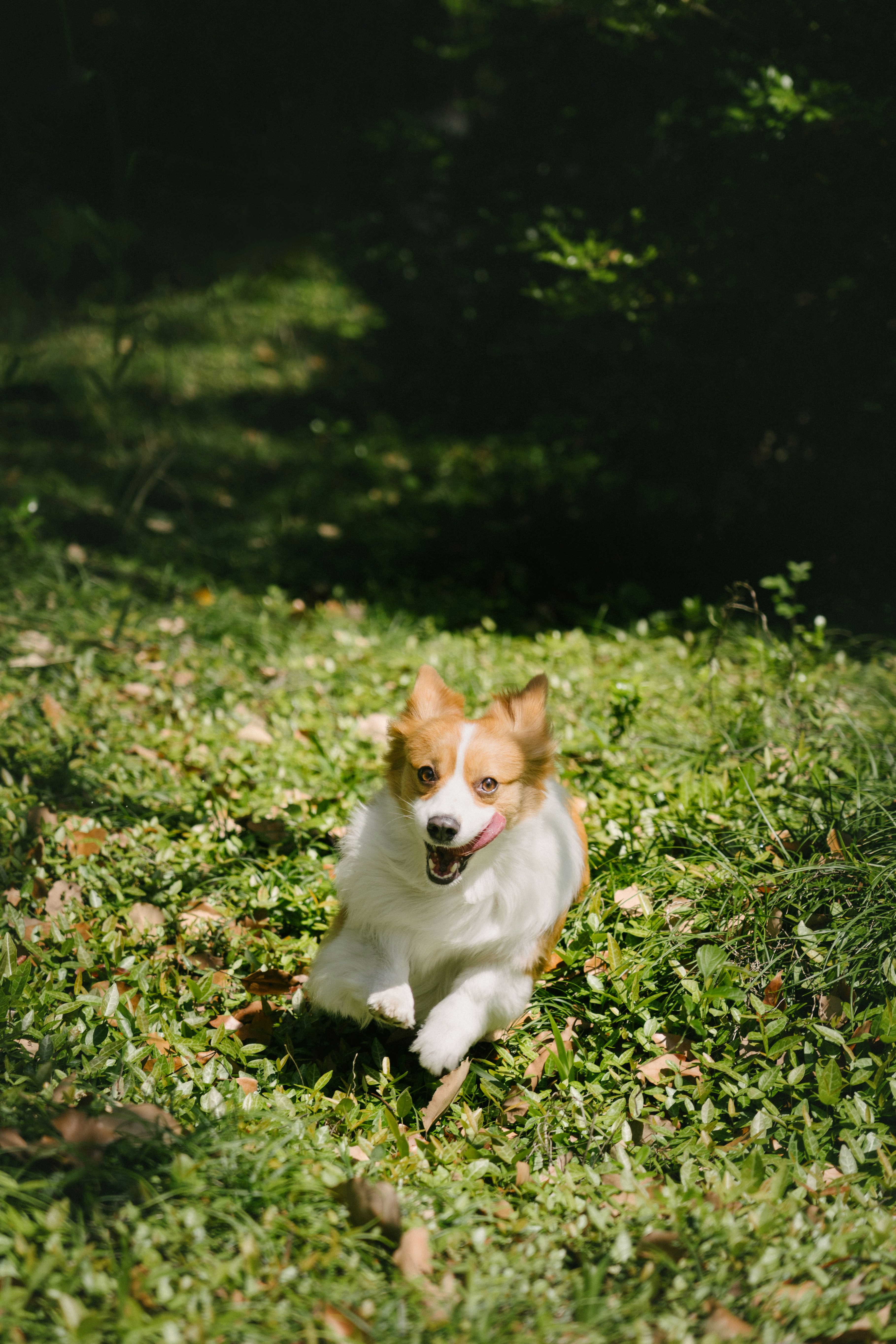 Un cane felice che corre in un campo erboso.