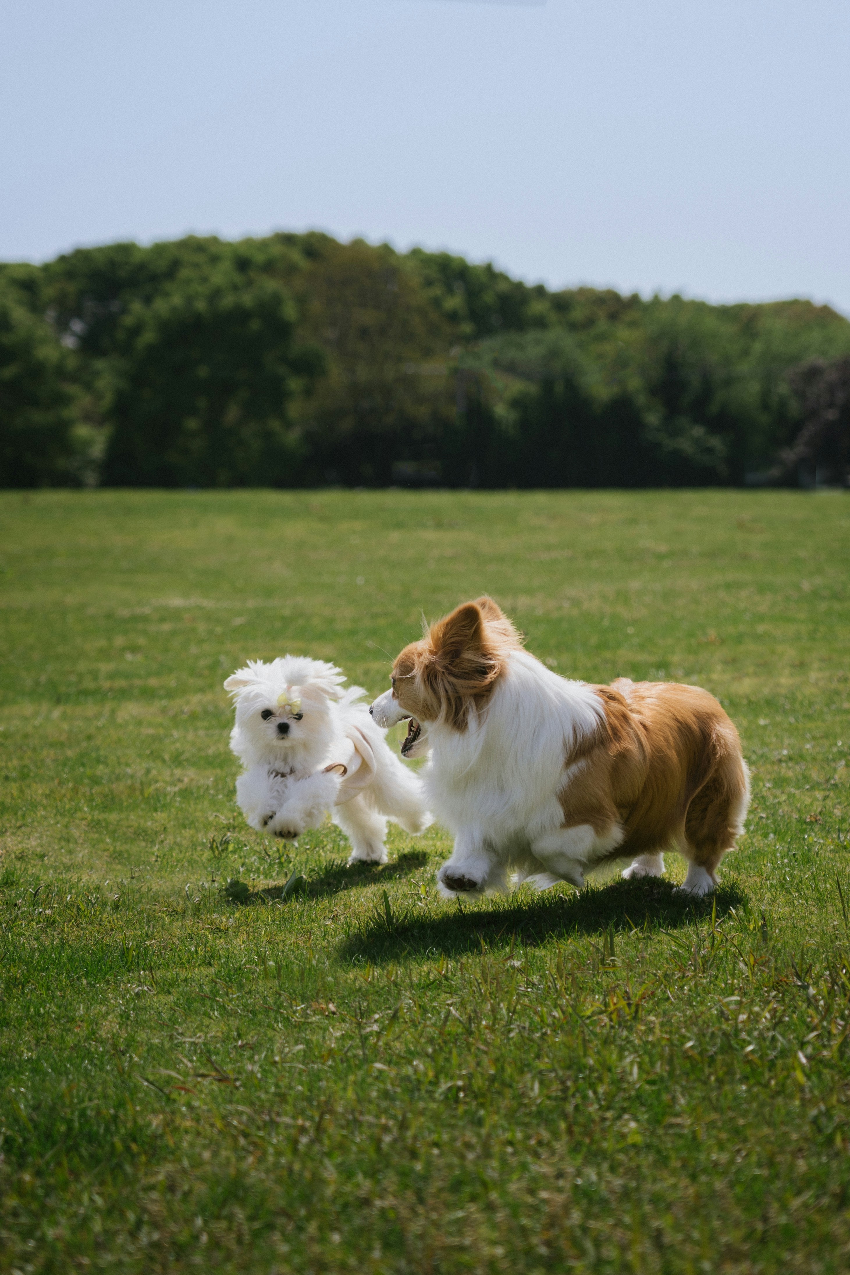 Due cani che corrono su un campo erboso