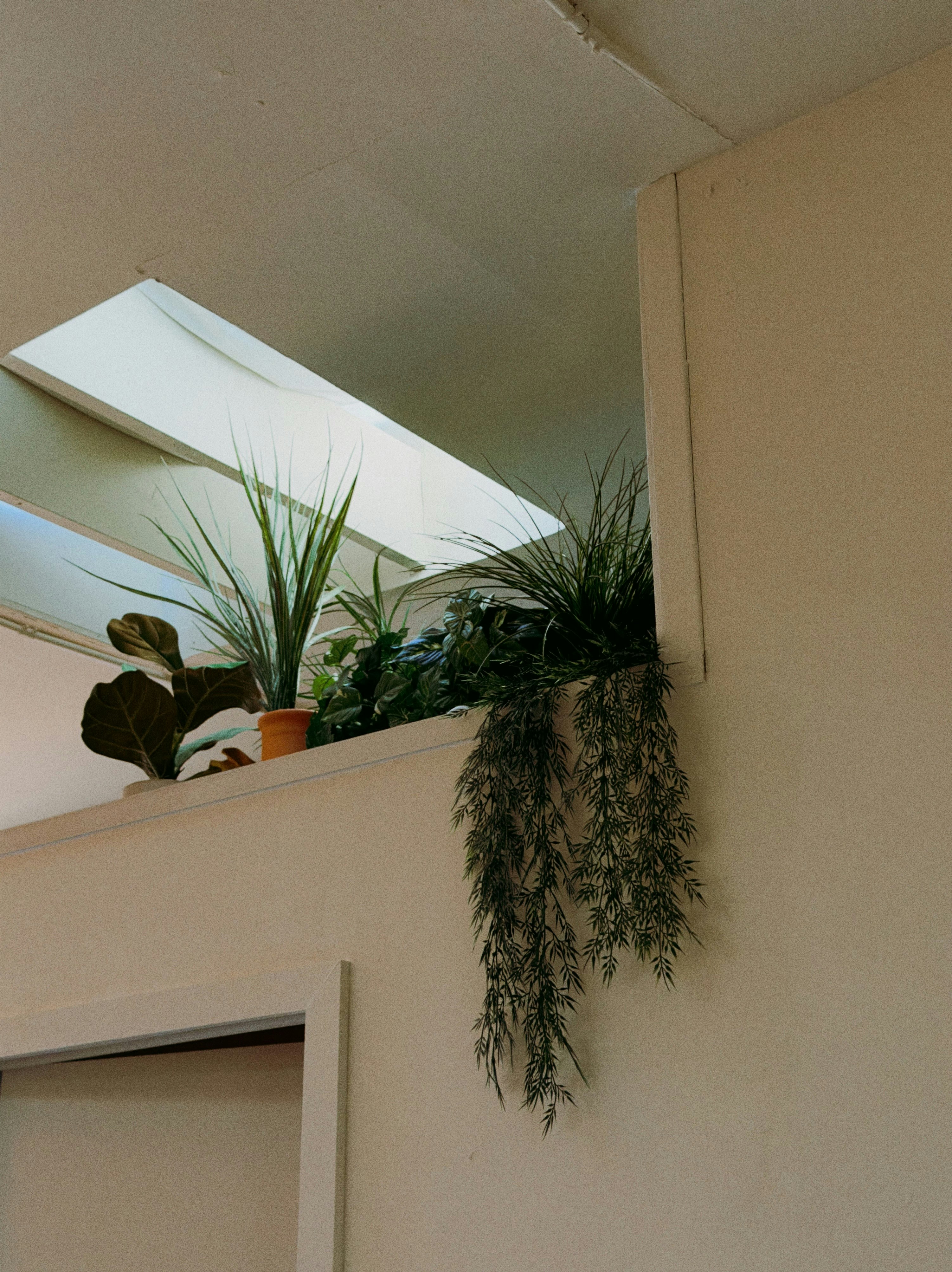 Indoor plants on a ledge near a skylight.
