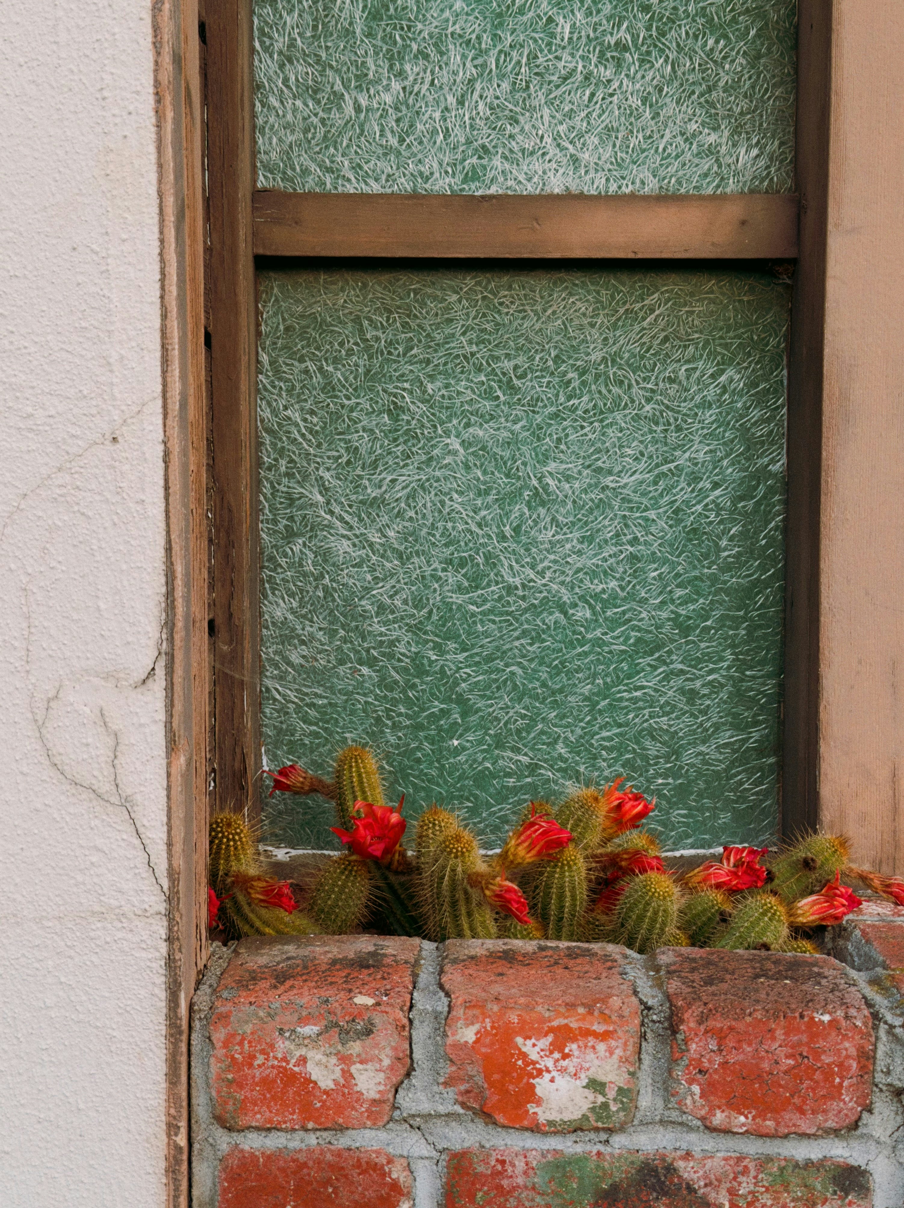 Cacti with red flowers in a brick planter