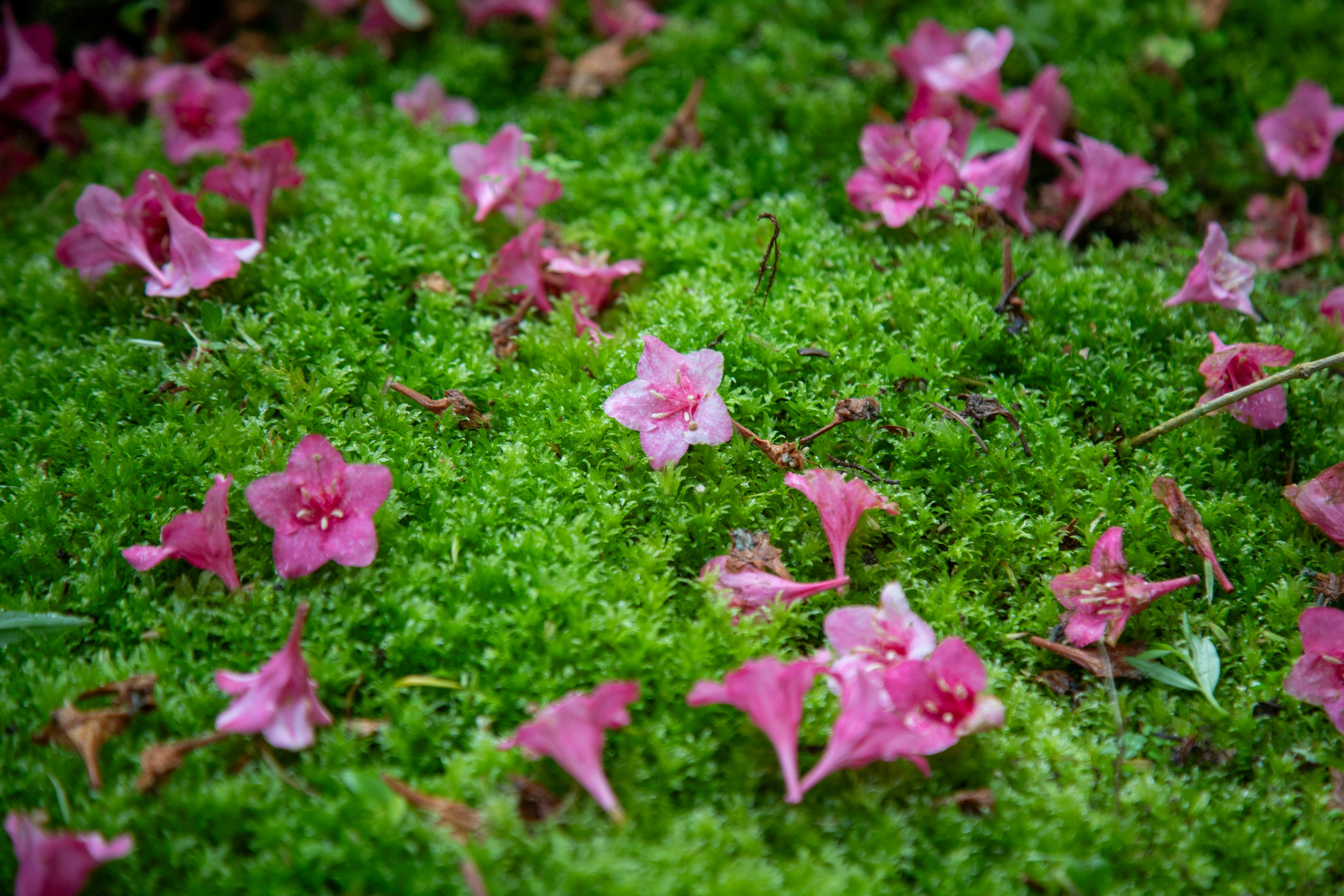 Pink flowers fallen on vibrant green moss - Free Photo on Unsplash