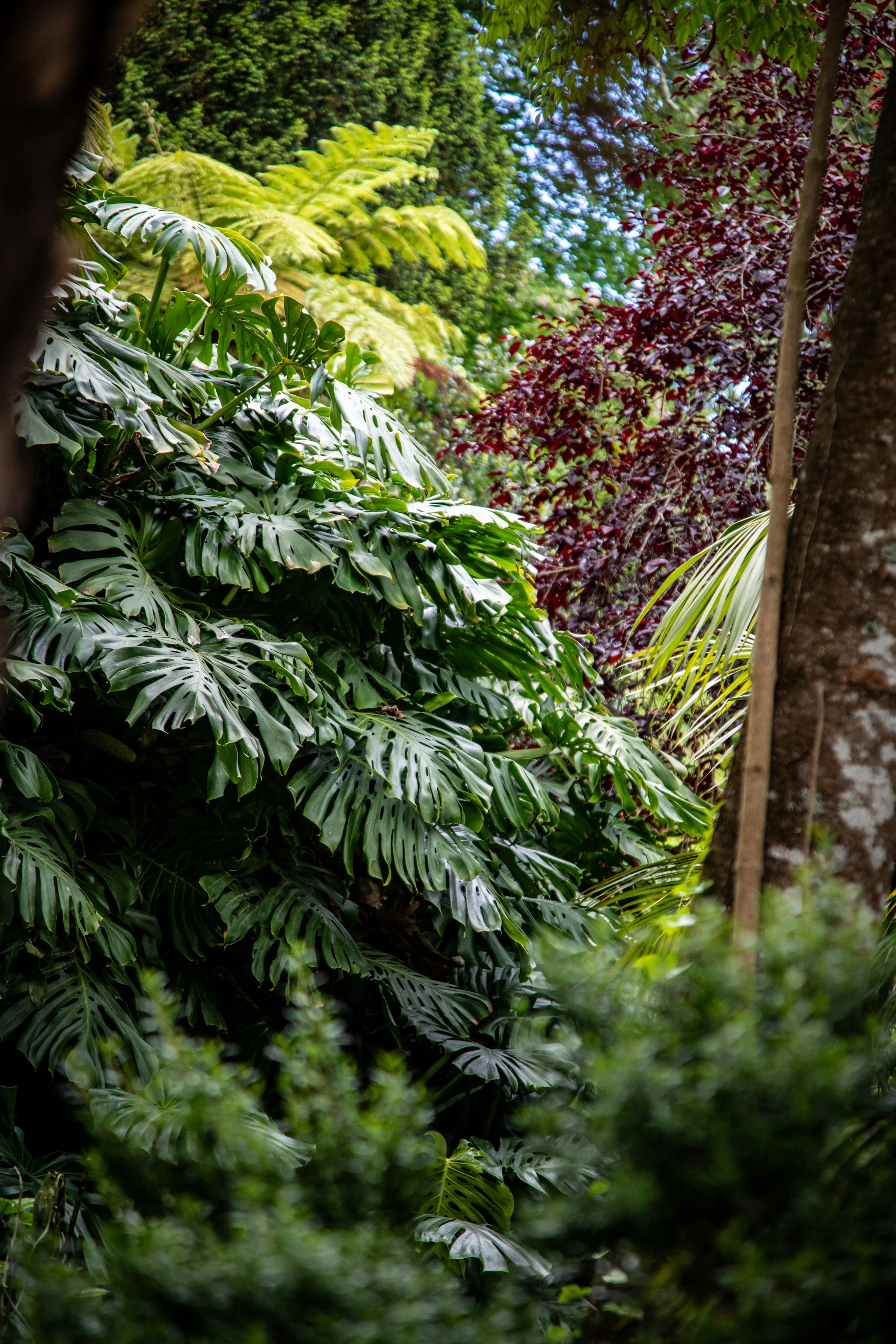 Feuillage tropical vert luxuriant avec de grandes feuilles de monstera.