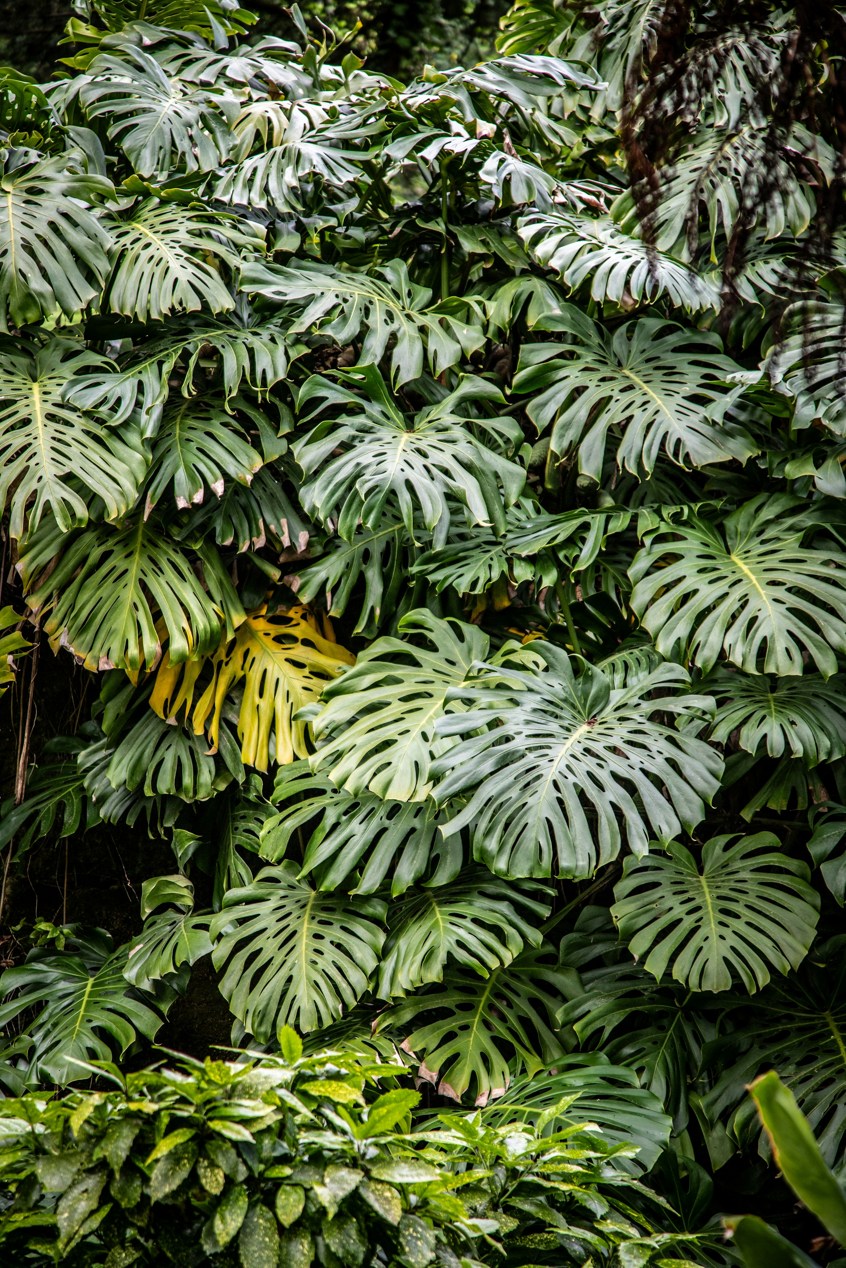 Lush green monstera leaves in a dense jungle setting photo  Free Park  Image on Unsplash