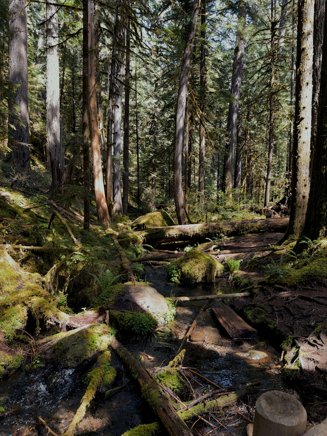 Follow the Salmon Up Hoy Creek