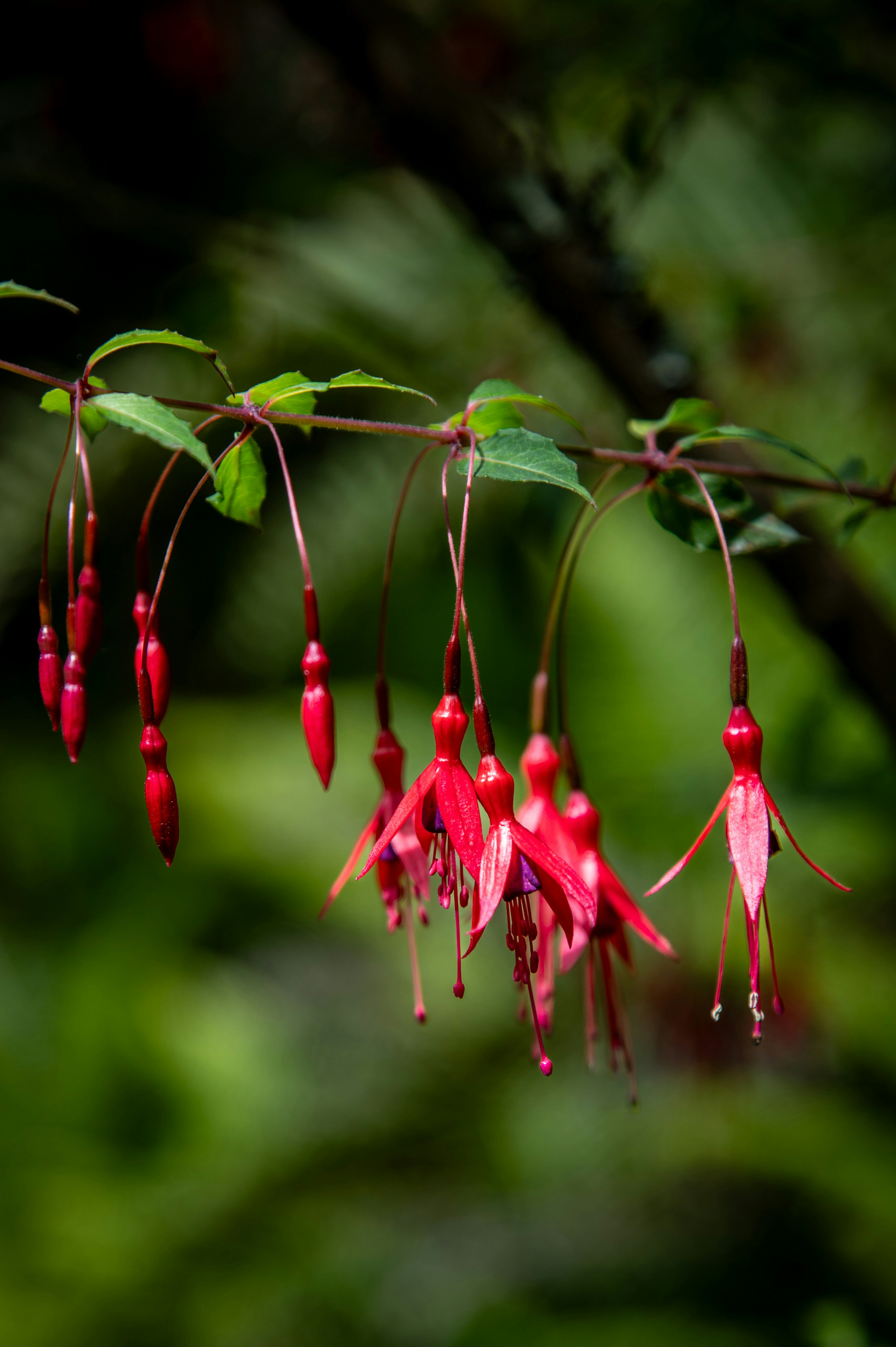 枝にぶら下がる赤いフューシャの花