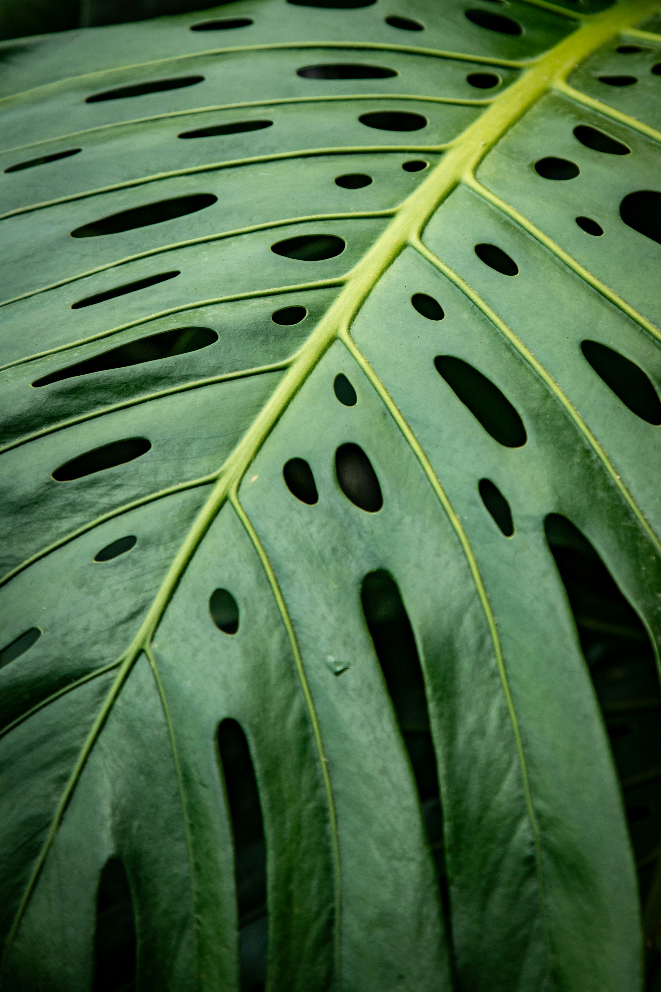 Close-up of a green monstera leaf with holes photo  Free Plant Image on  Unsplash