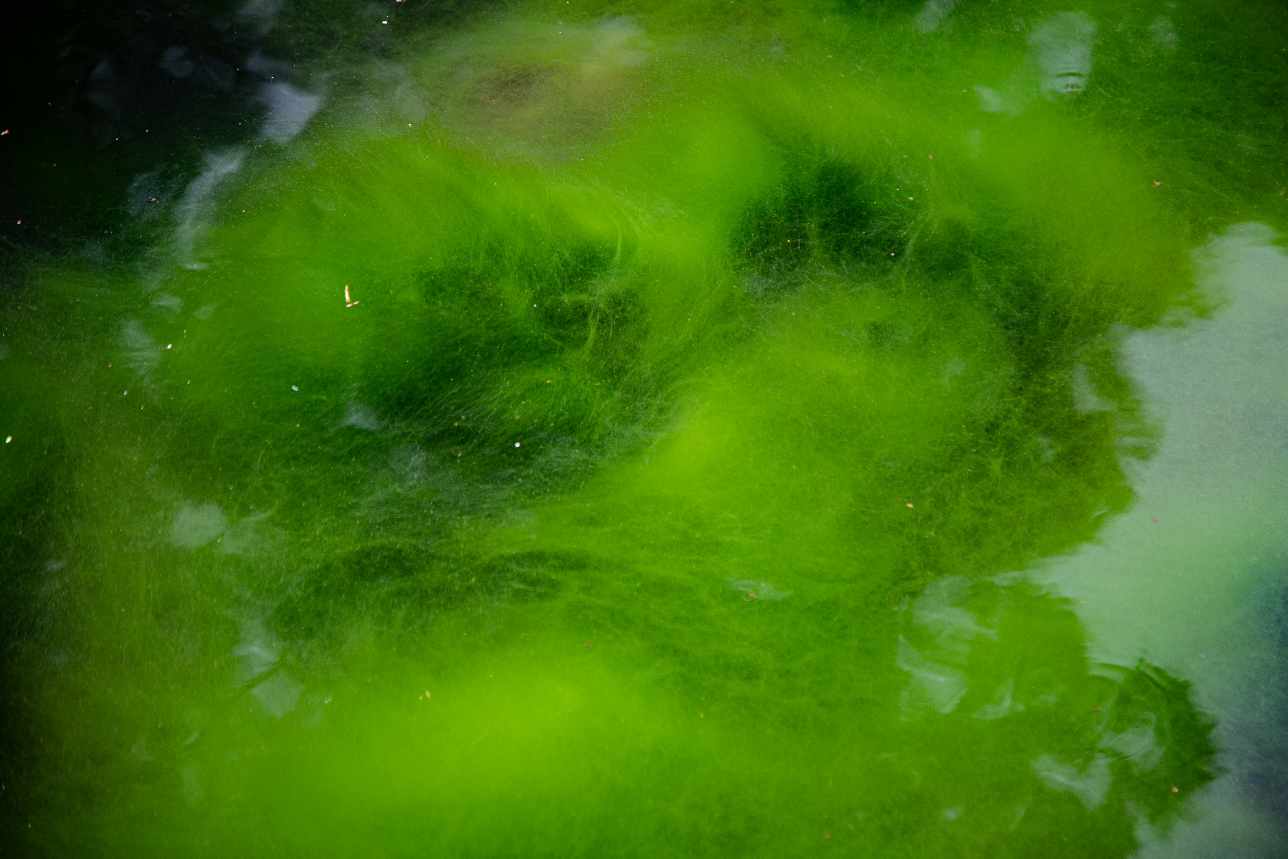 Alghe verdi vivaci che galleggiano nell'acqua, creando una consistenza astratta.