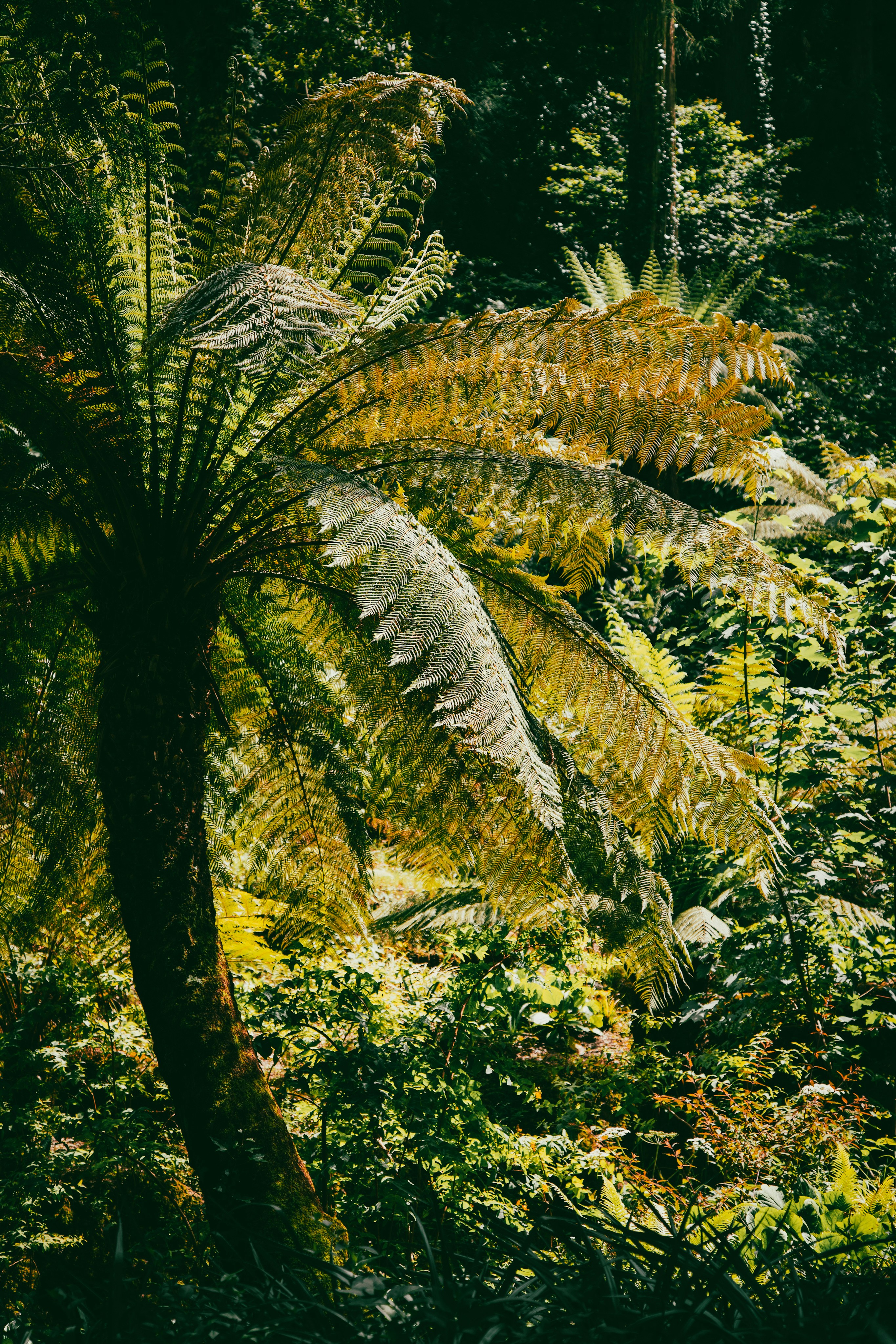 Pohon pakis besar di hutan rimbun.