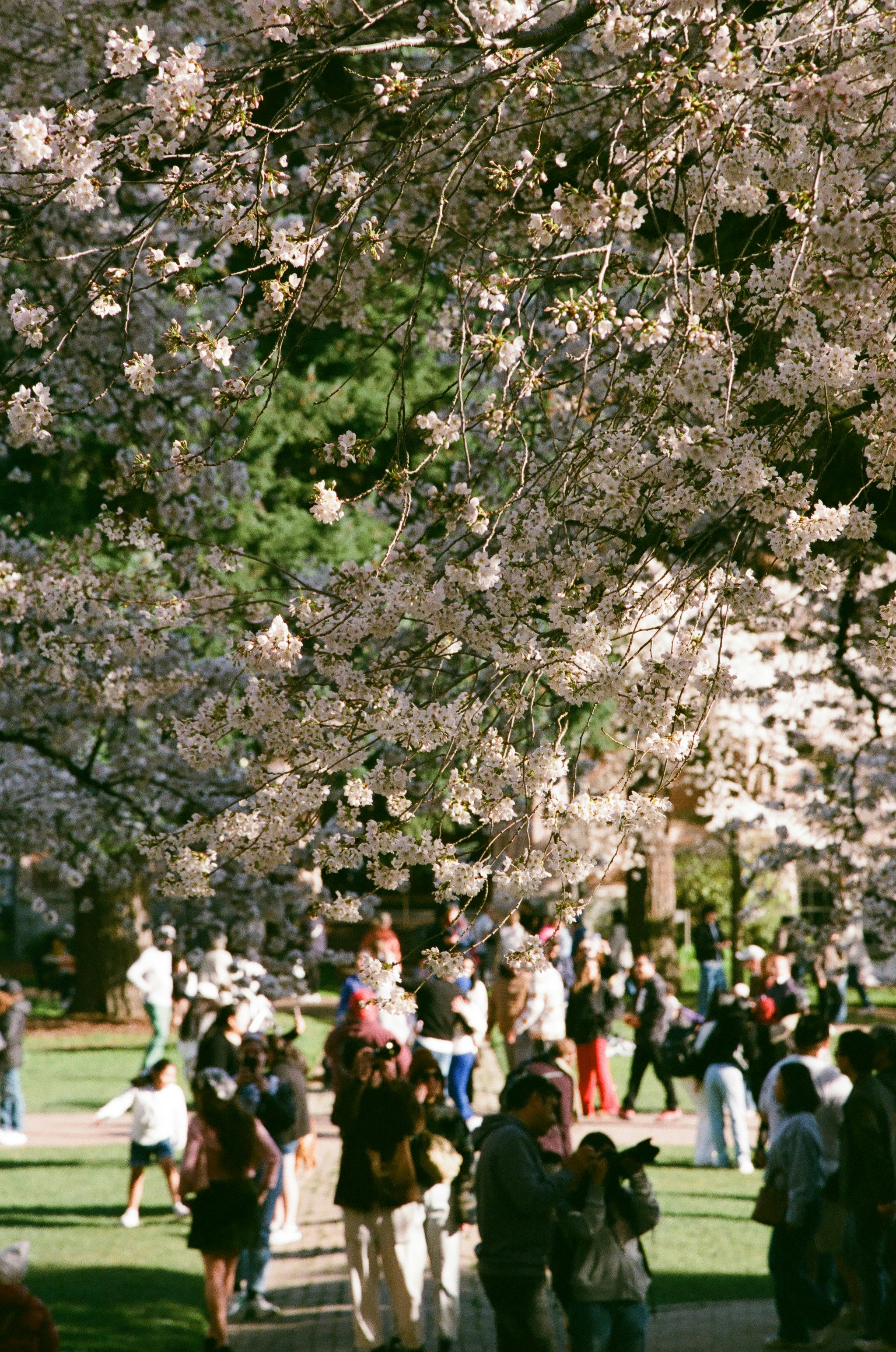 I ciliegi fioriscono sopra un parco affollato in primavera.