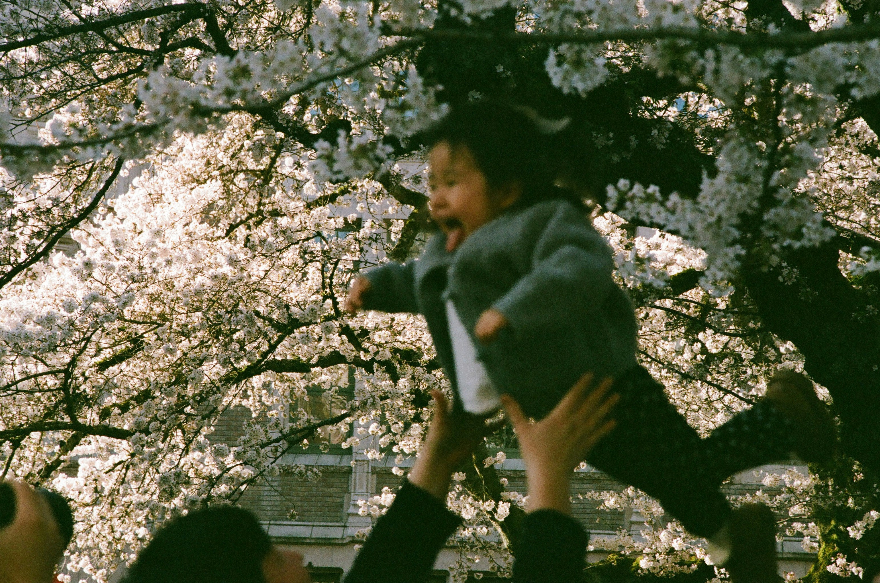 Photo of A child is tossed in the air under cherry blossoms. by John Zhou