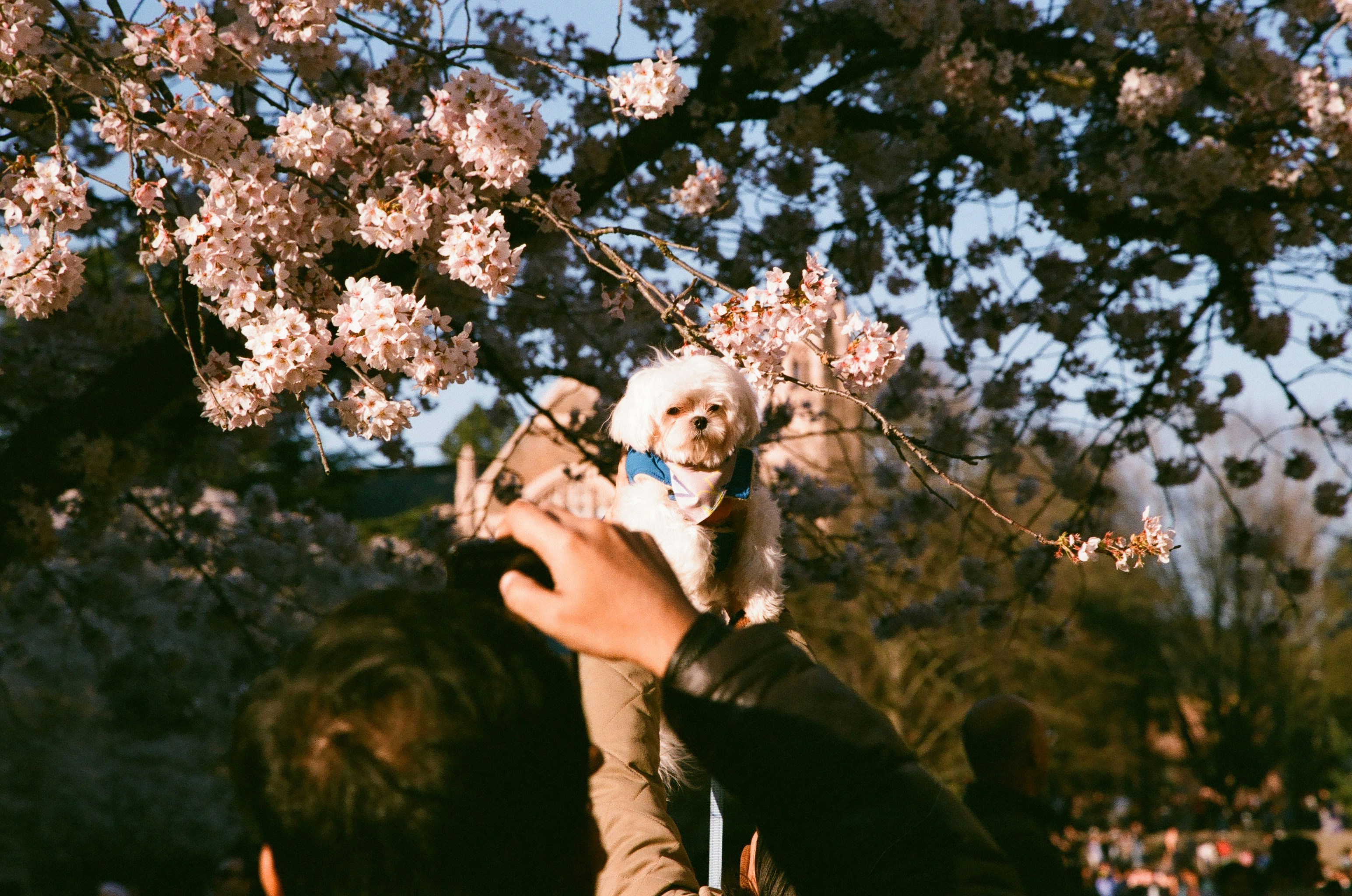 Un piccolo cane bianco si alzava davanti ai fiori di ciliegio.