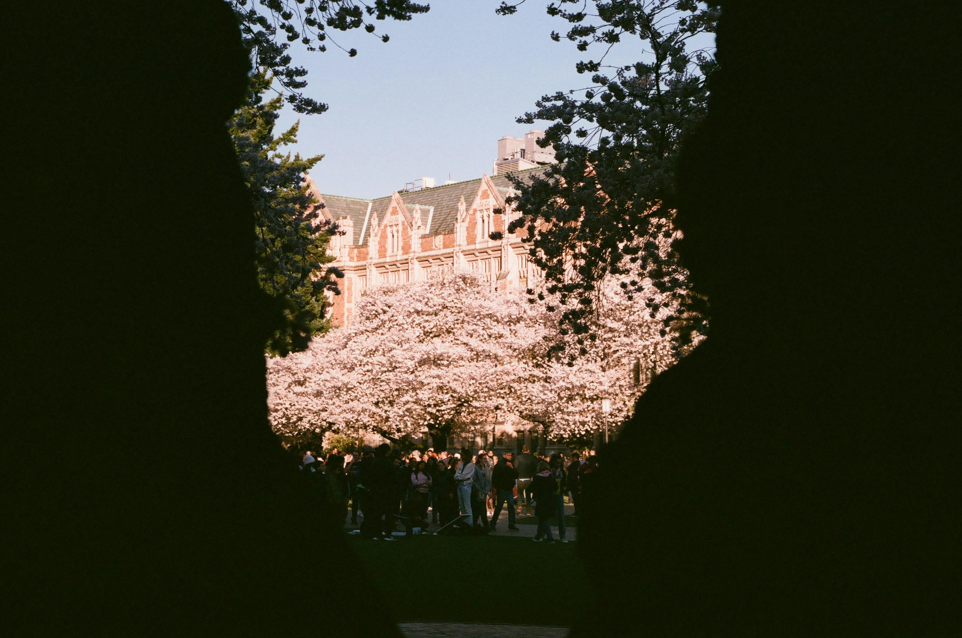 Edificio incorniciato da alberi con fiori di ciliegio in fiore.
