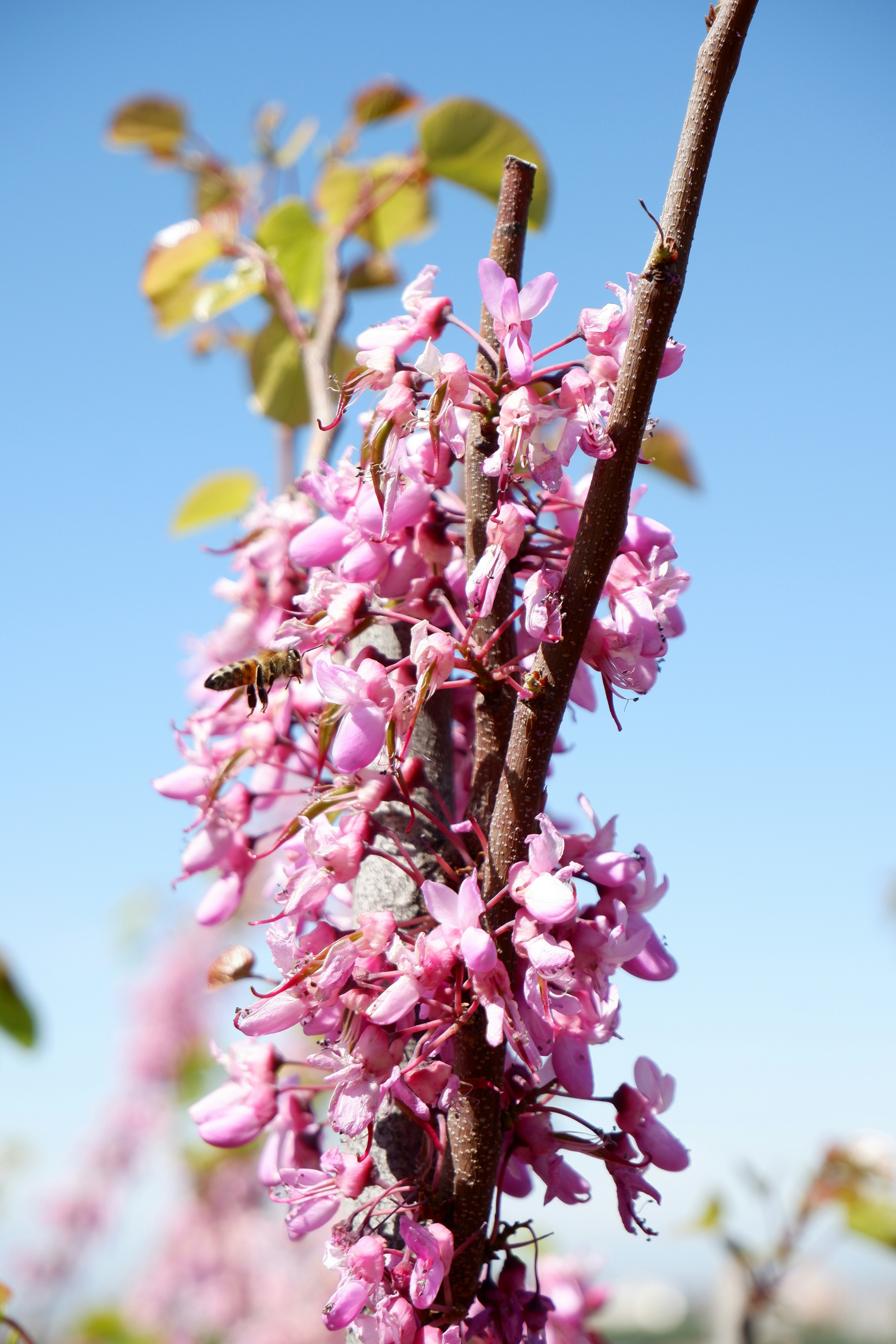 A bee flies near pink blossoms on a branch.