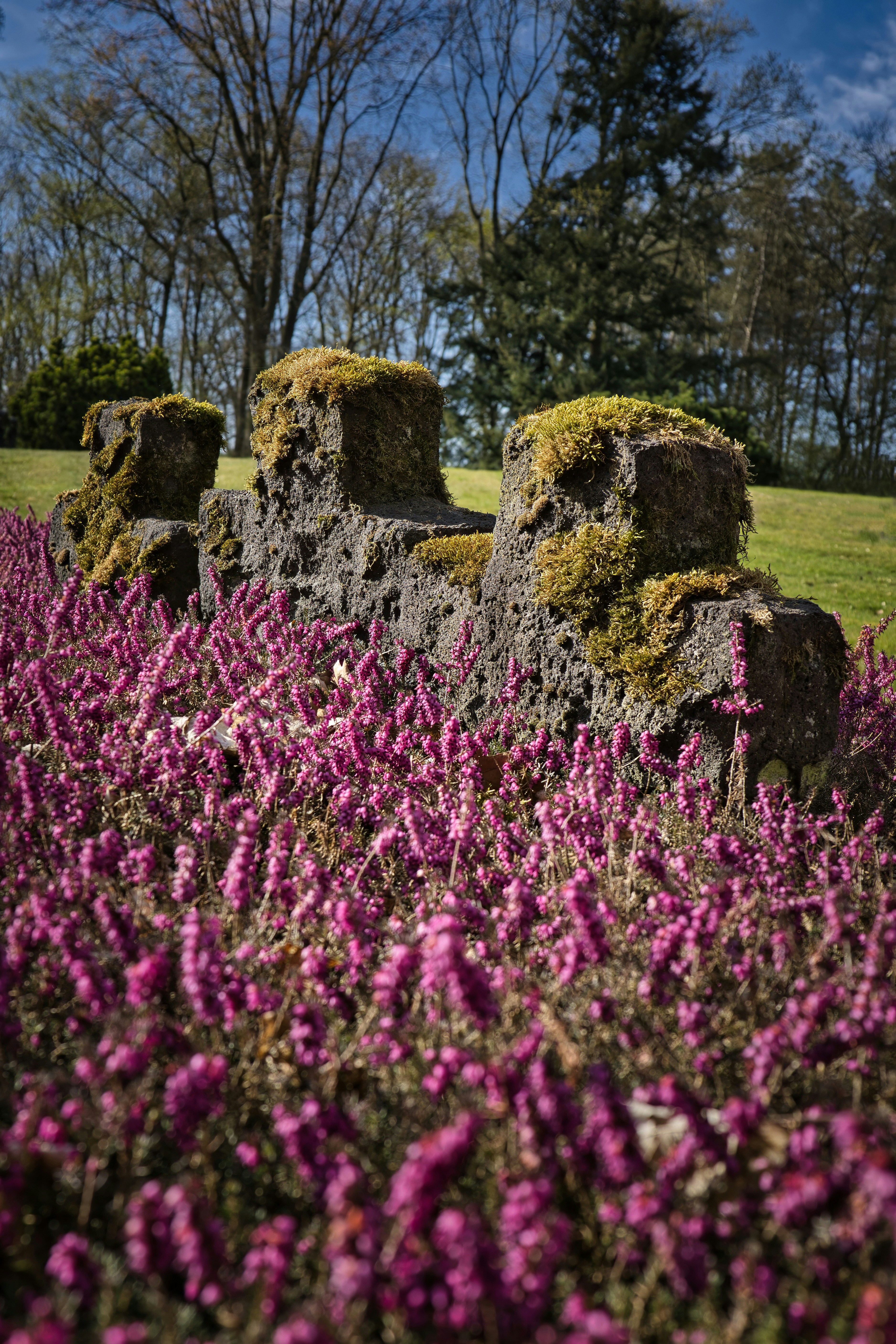 Muro de piedra cubierto de musgo con flores moradas