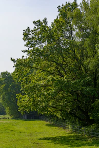 Lush green trees line a grassy field with a fence.
