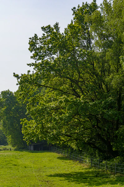 Lush green trees line a grassy field with a fence.
