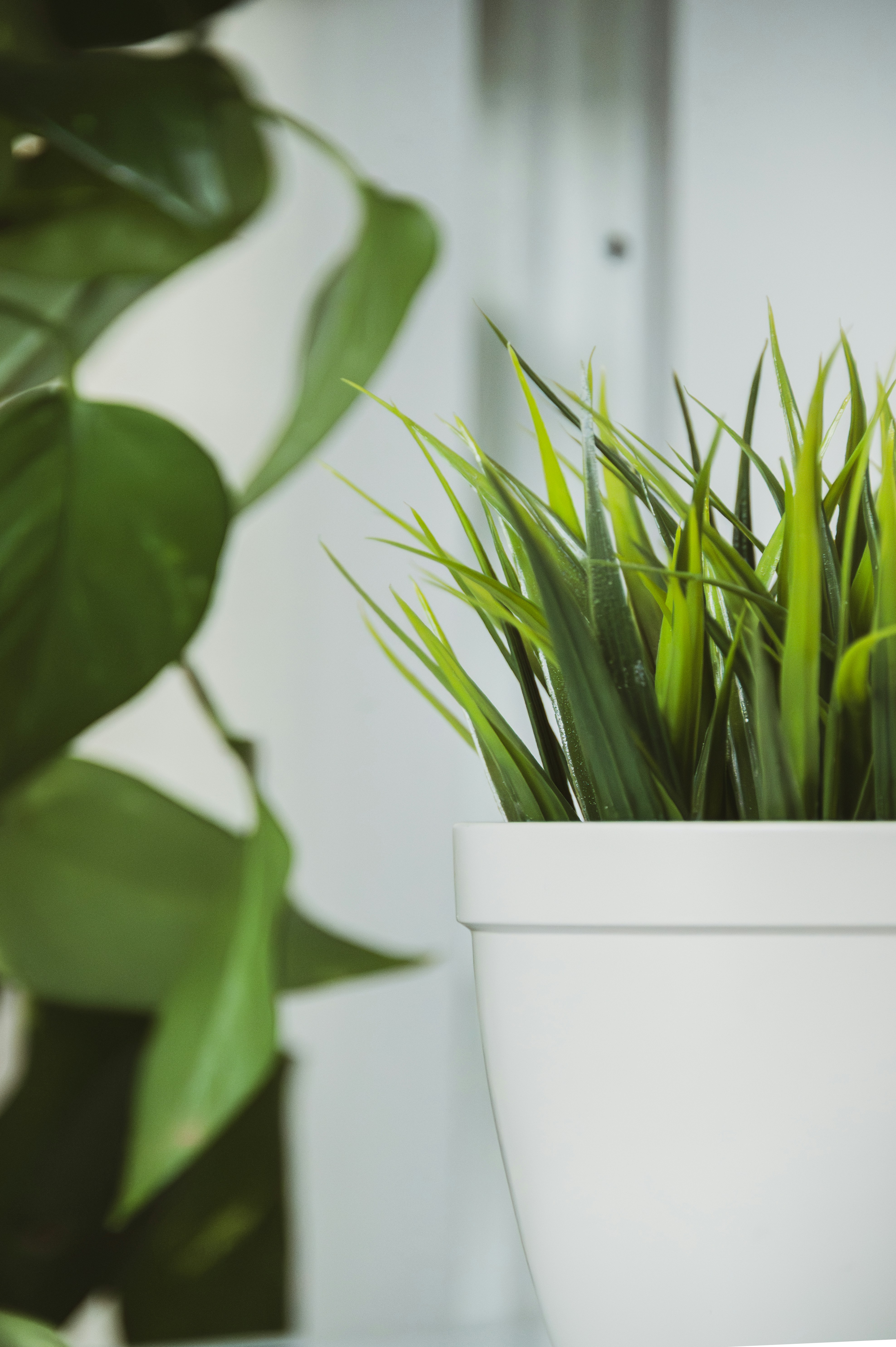 Planta verde em vaso com folhas grandes ao fundo.