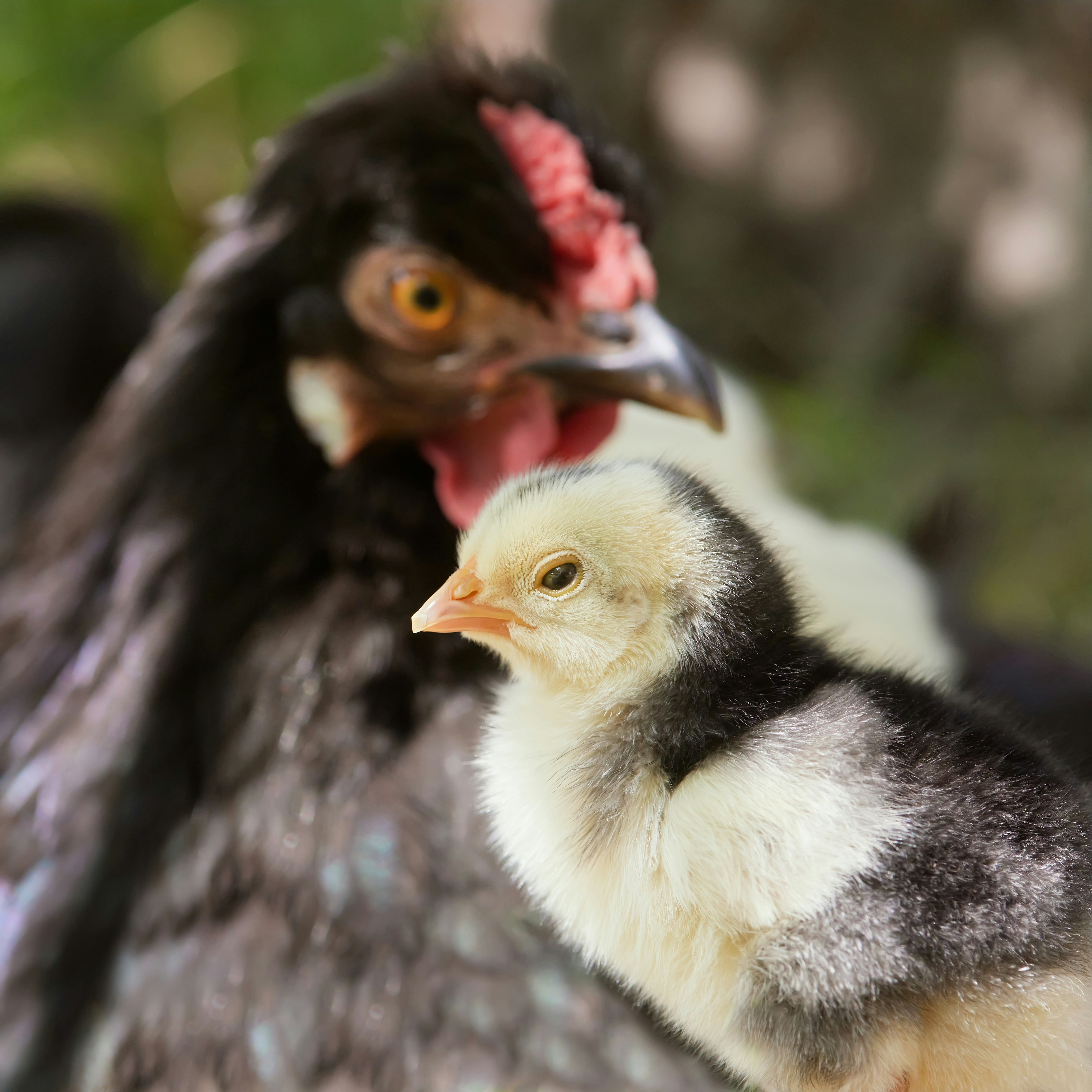 Eine Glucke mit ihrem flauschigen Küken