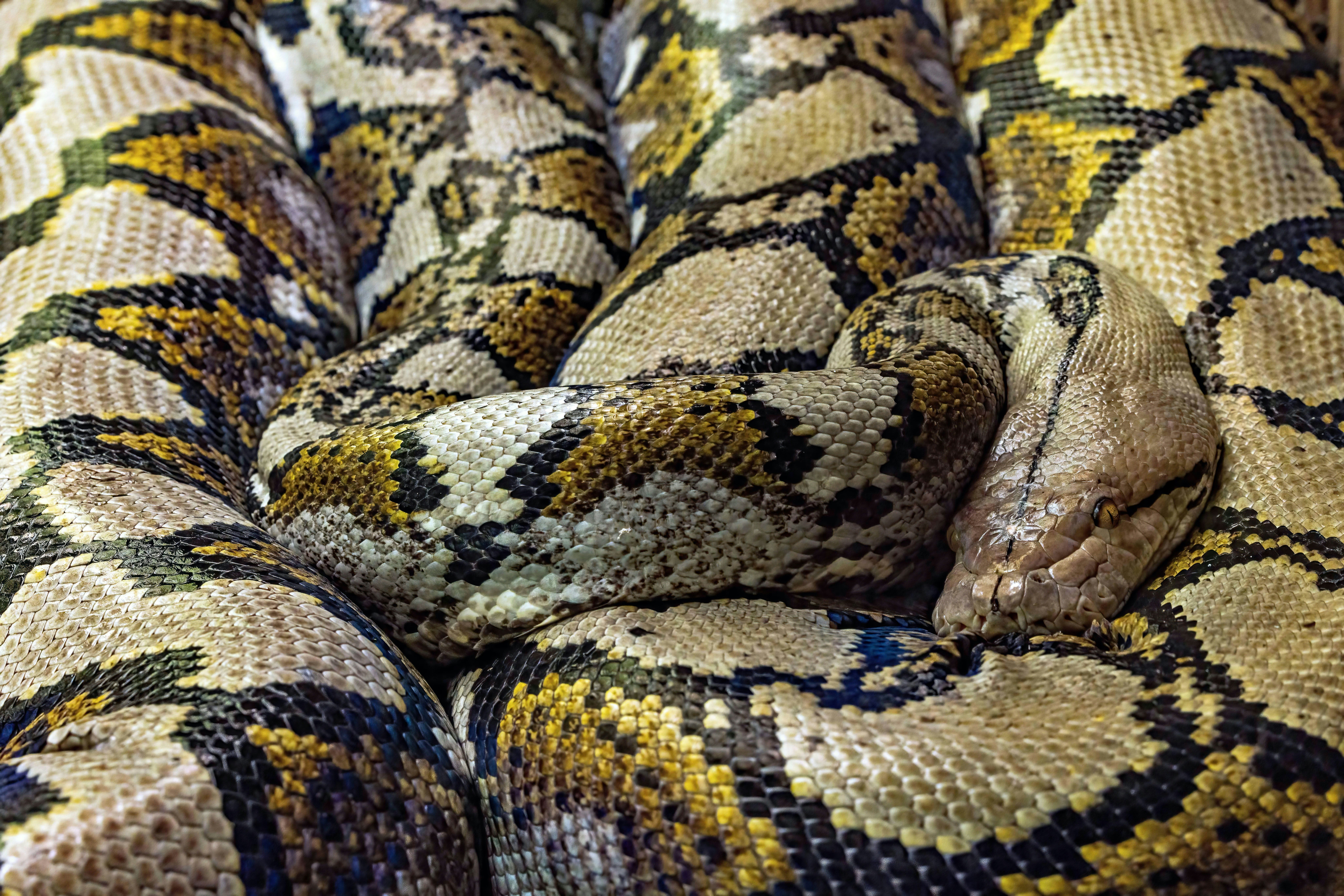 A large coiled python with intricate skin patterns.